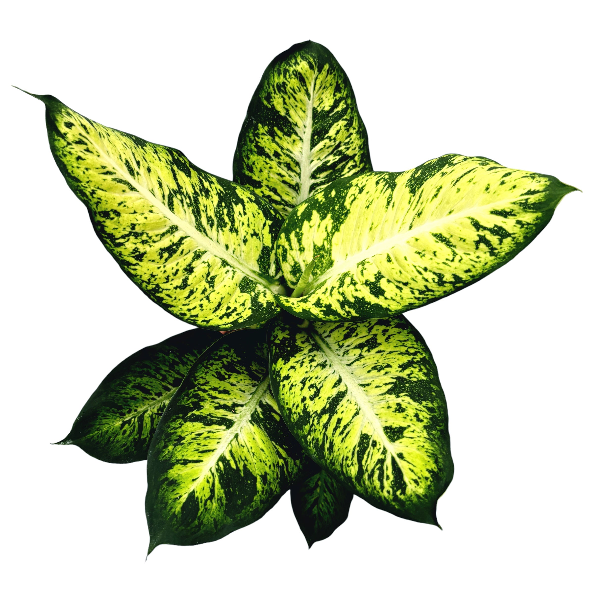 dieffenbachia plant feng shui Dieffenbachia Sublime (planta Feng Shui) – Secret Garden Plant Shop