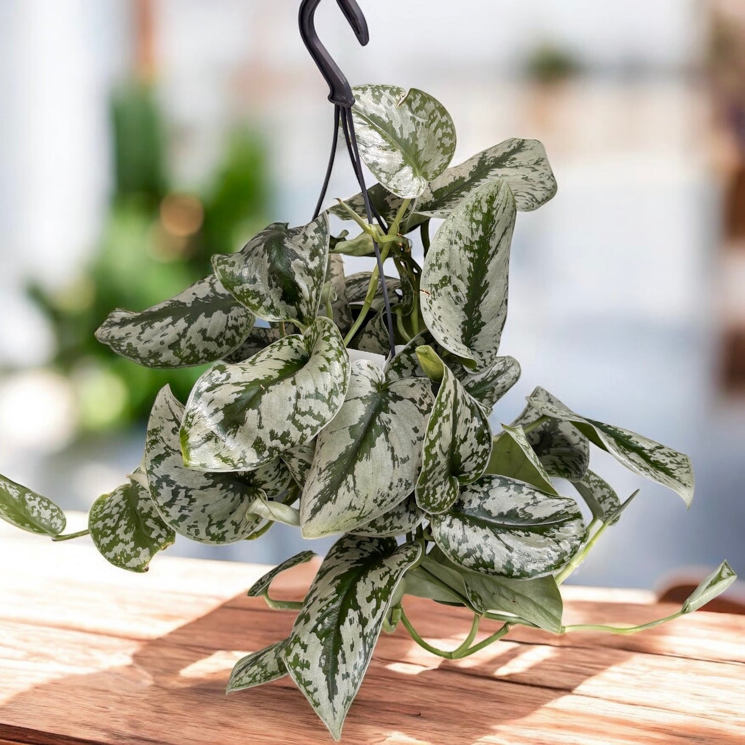 Scindapsus pictus 'Exotica' (Scindapsus Trebie) – Secret Garden