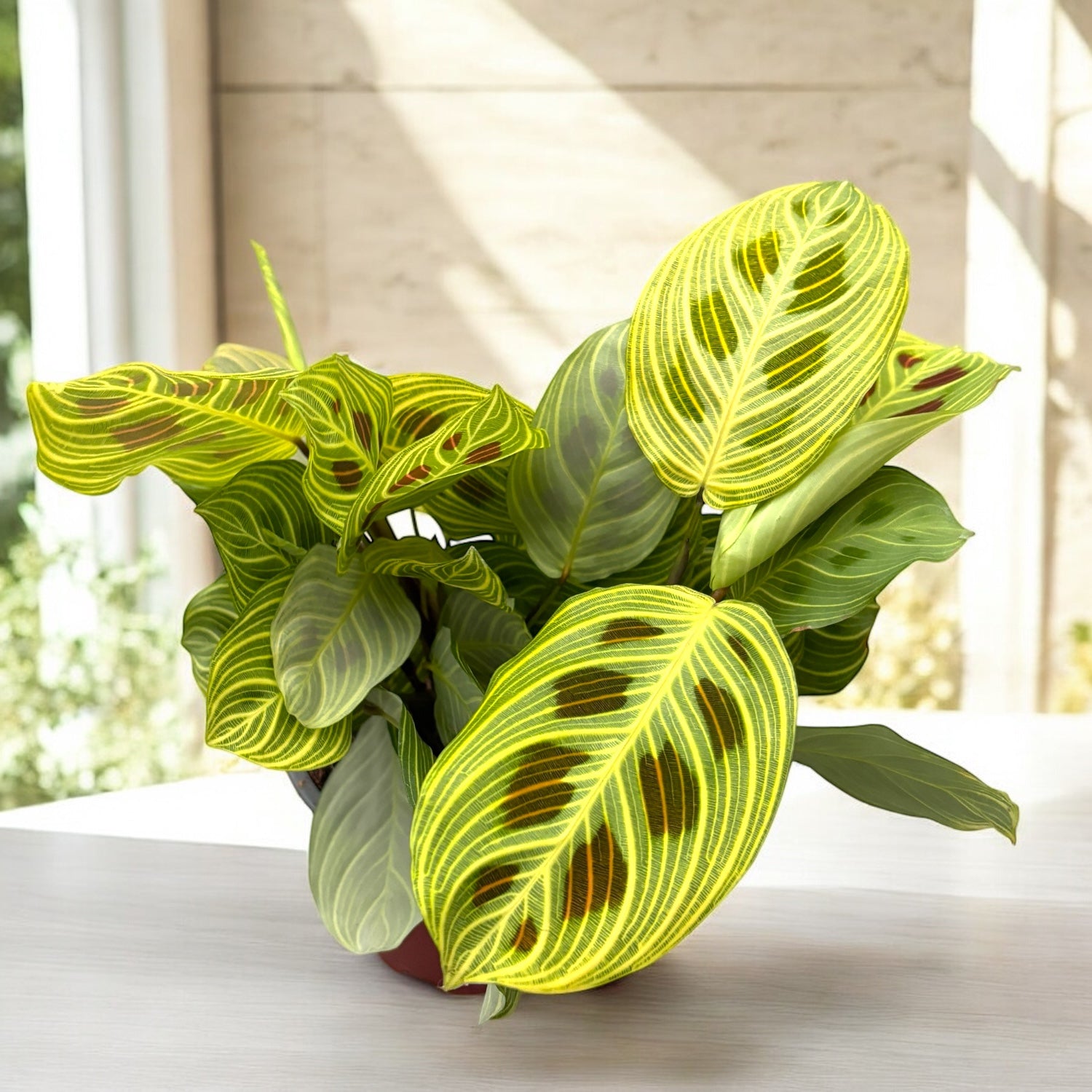 Maranta Leuconeura Fantasy 2 roliny/doniczka  Secret Garden Plant Shop