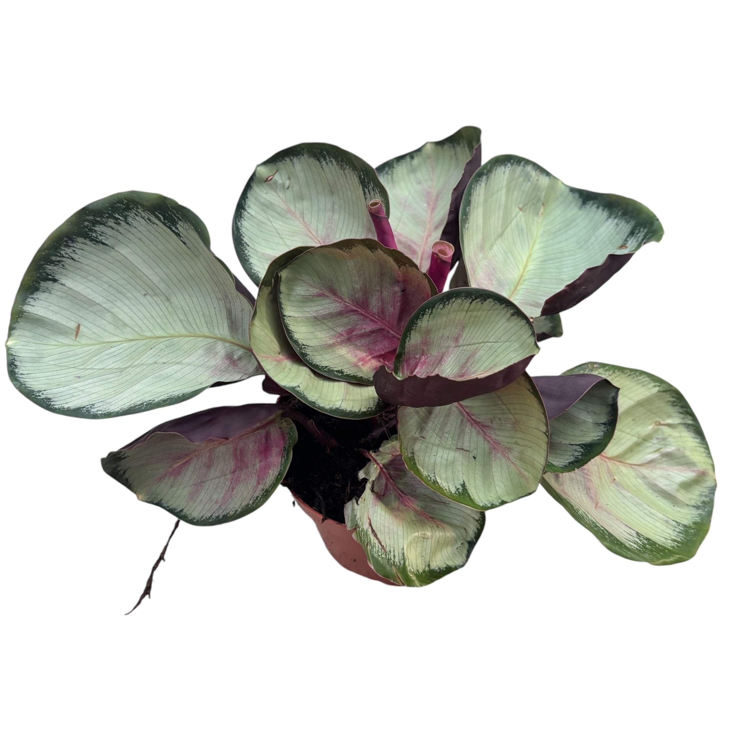Calathea roseopicta 'White cloud' – Secret Garden Plant Shop