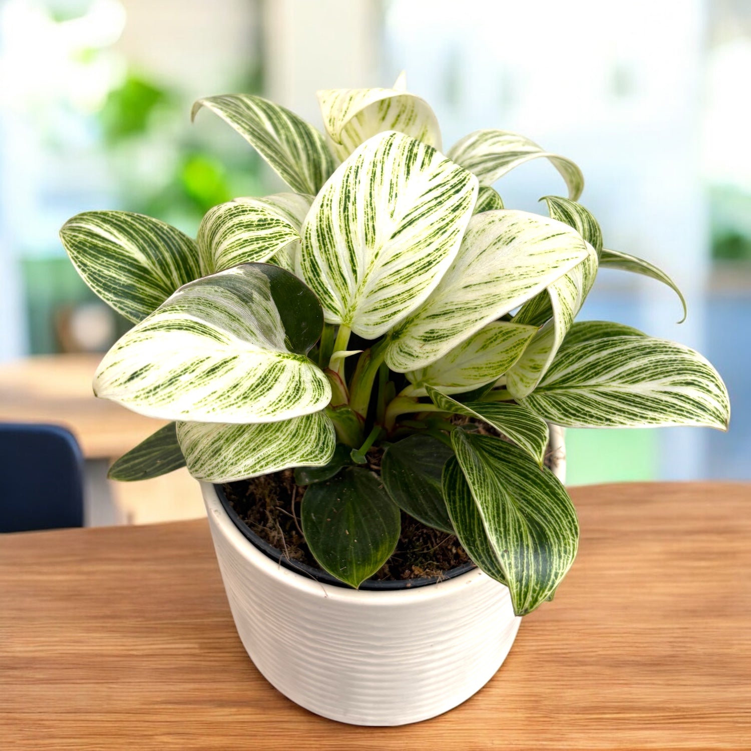 philodendron birkin podlewanie Philodendron Birkin (super variegated) – Secret Garden Plant Shop
