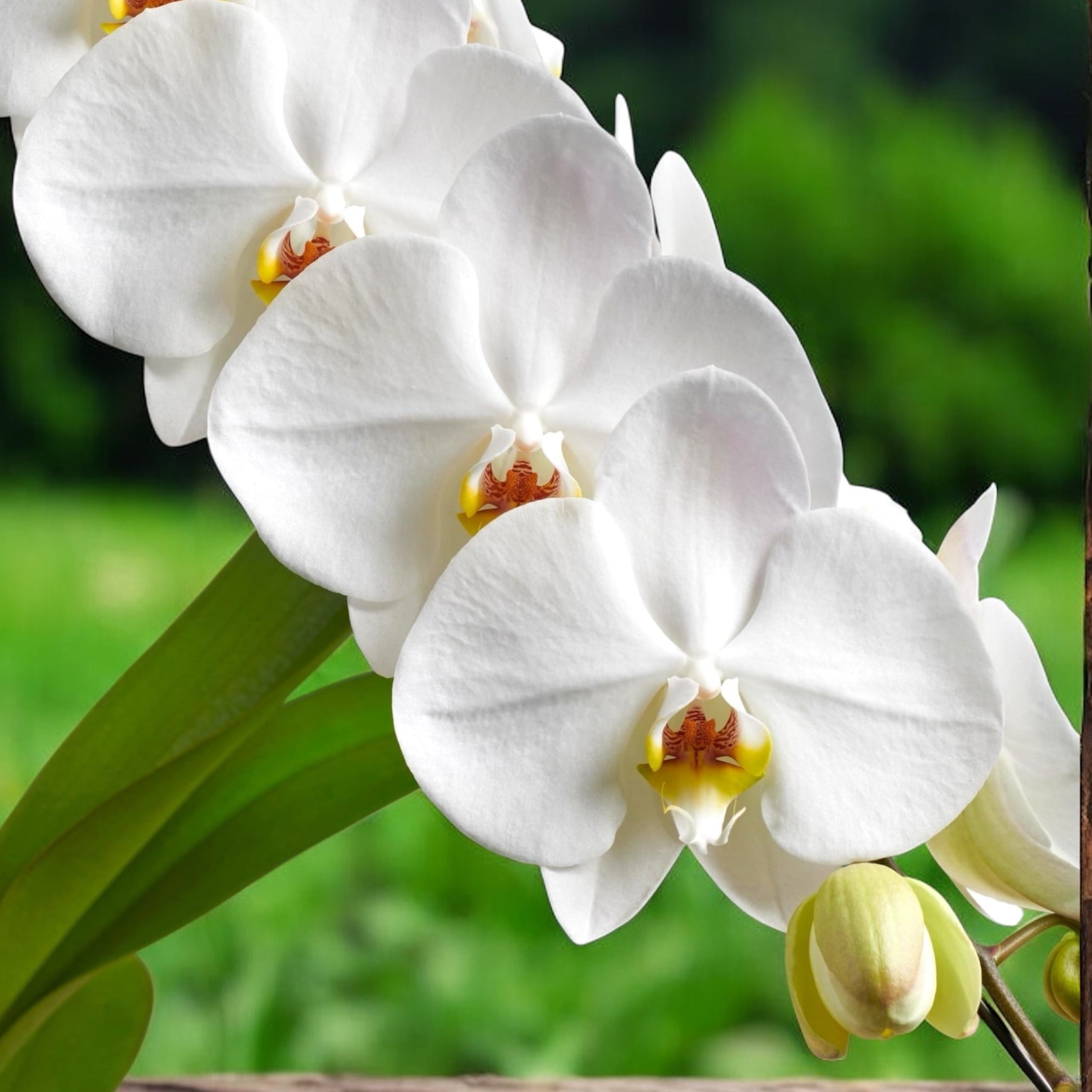 NO 49 Tama@プロフ様Flower end Garden5段White The Peaceful White Basket at From You Flowers