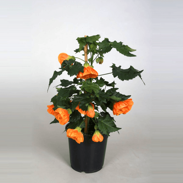 Abutilon 'Orange' (Florea artar)