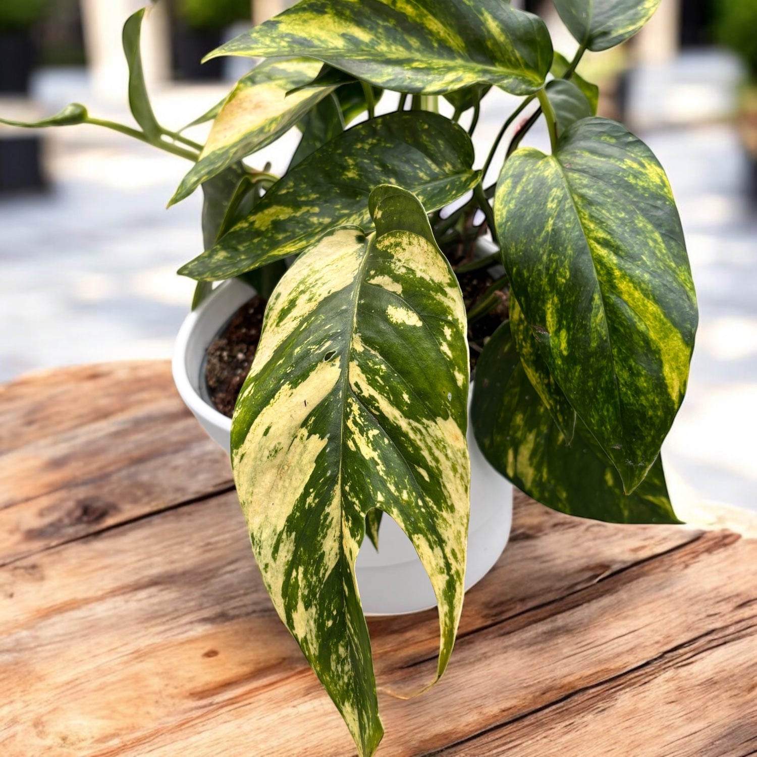 pothos suomeksi Epipremnum pinnatum 'Cintho Goldfinger' – Secret Garden Plant Shop