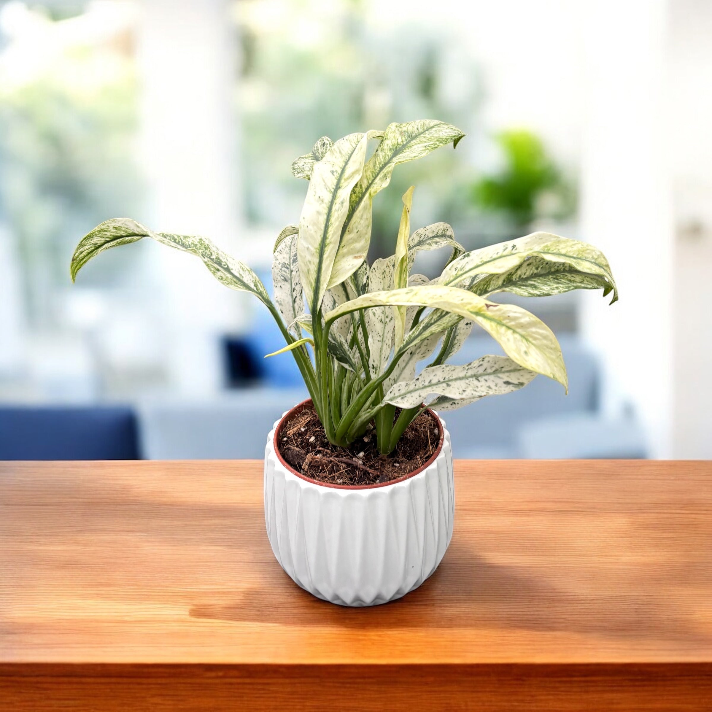 Rhaphidophora puberula 'Variegata' (strong variegation) – contrast put –  Secret Garden Plant Shop