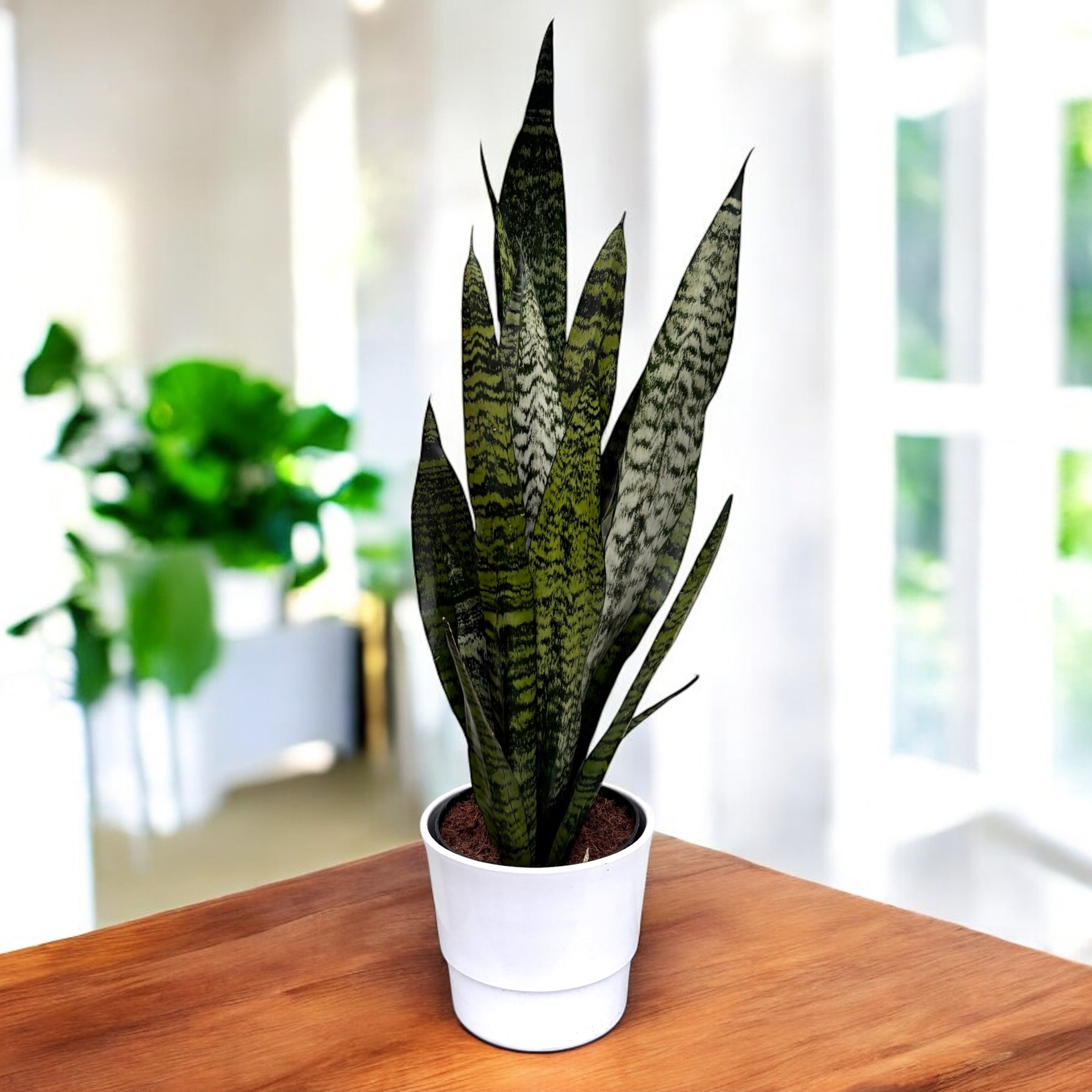 Sansevieria zeylanica