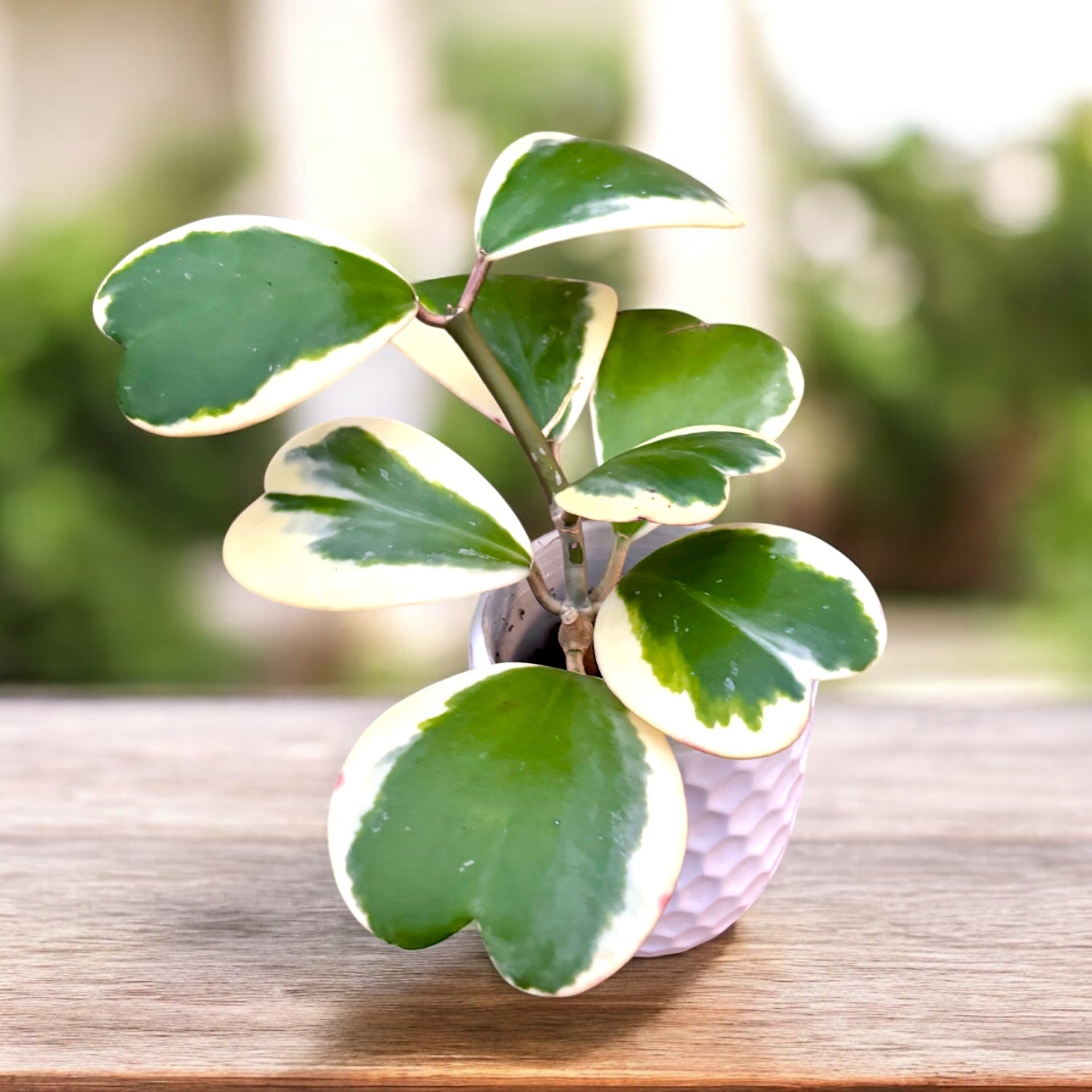 Hoya kerrii 'Albomarginata' (Taiwan) – Secret Garden Plant Shop