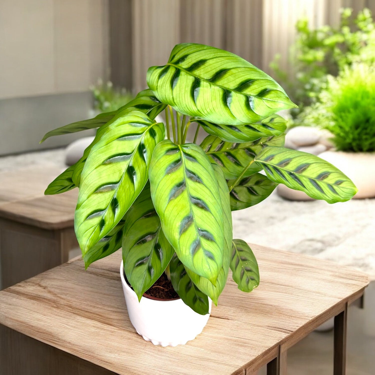 Calathea Leopardina (planta paun) D12 – Secret Garden Plant Shop