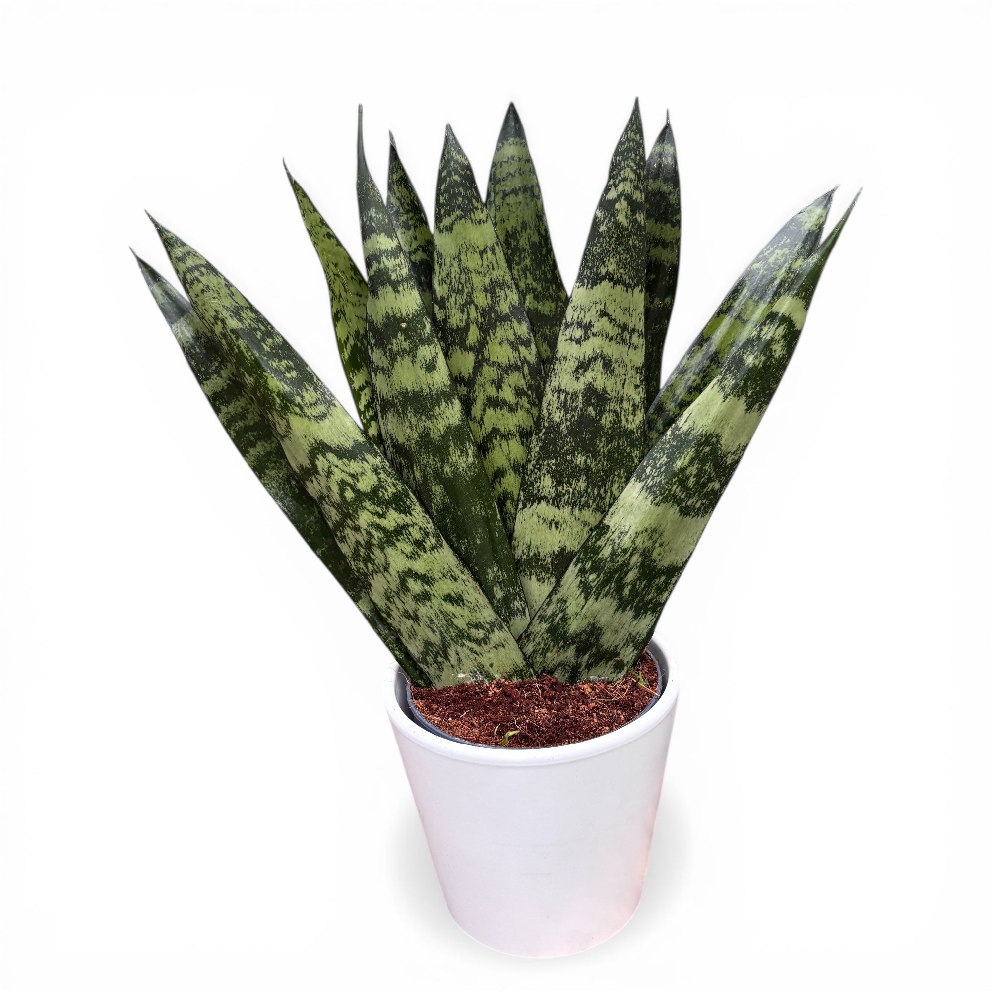 Sansevieria zeylanica 'Fächer' – Secret Garden Plant Shop