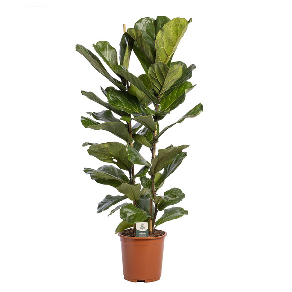 Ficus lyrata (lyra fig) H140 2pp