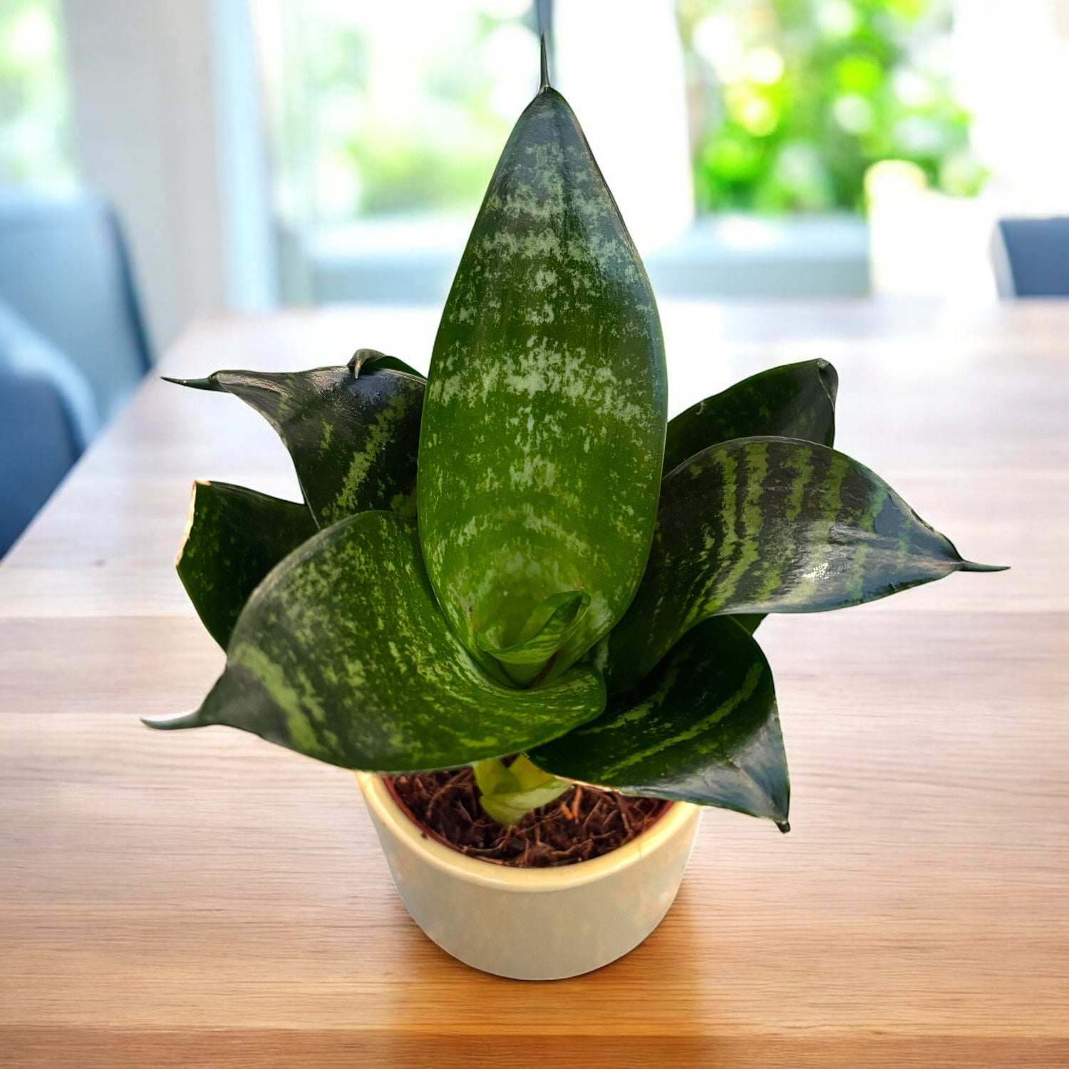 Sansevieria trifasciata 'Green Hahnii' – Secret Garden Plant Shop