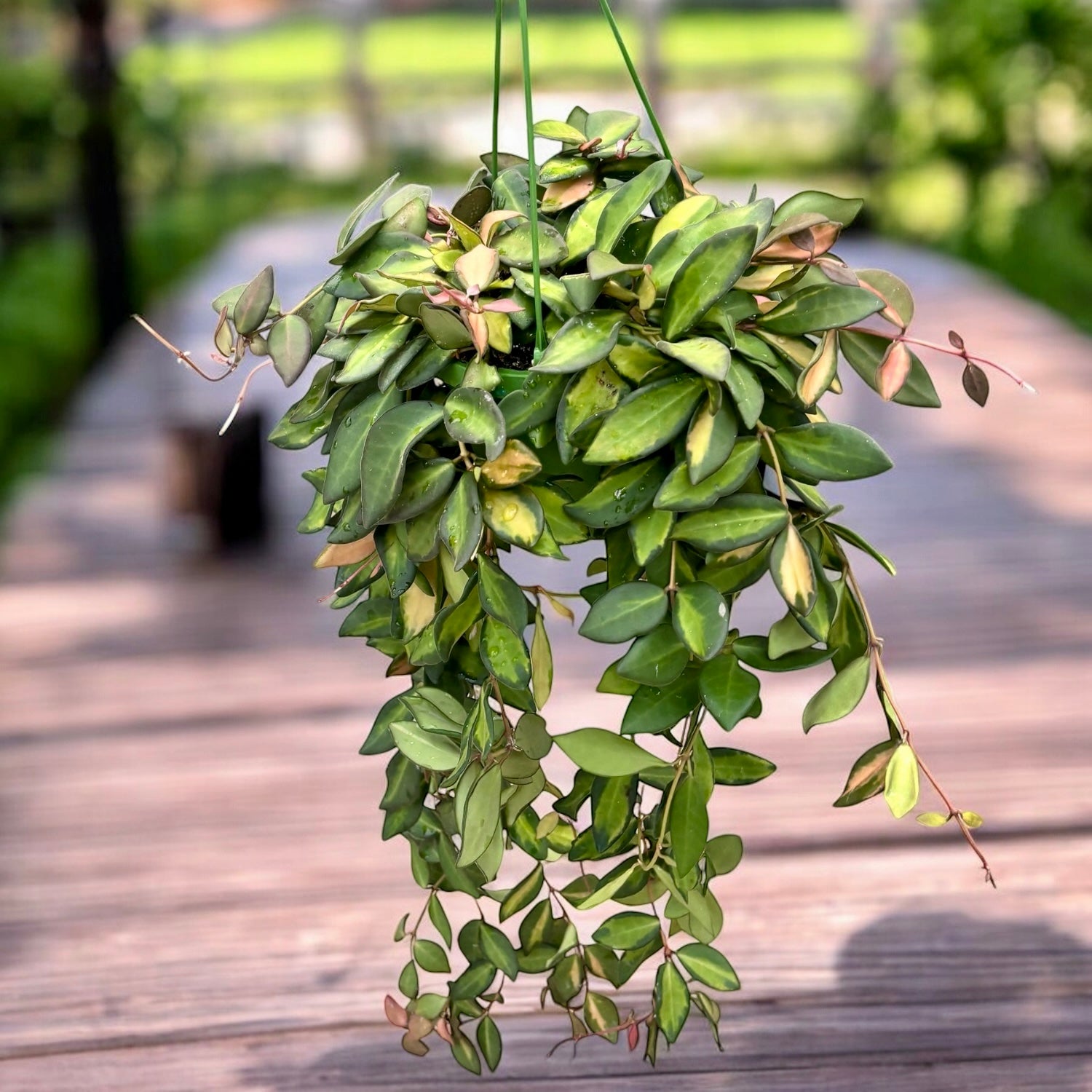 Hoya sp. aff. burtoniae 'Variegata'
