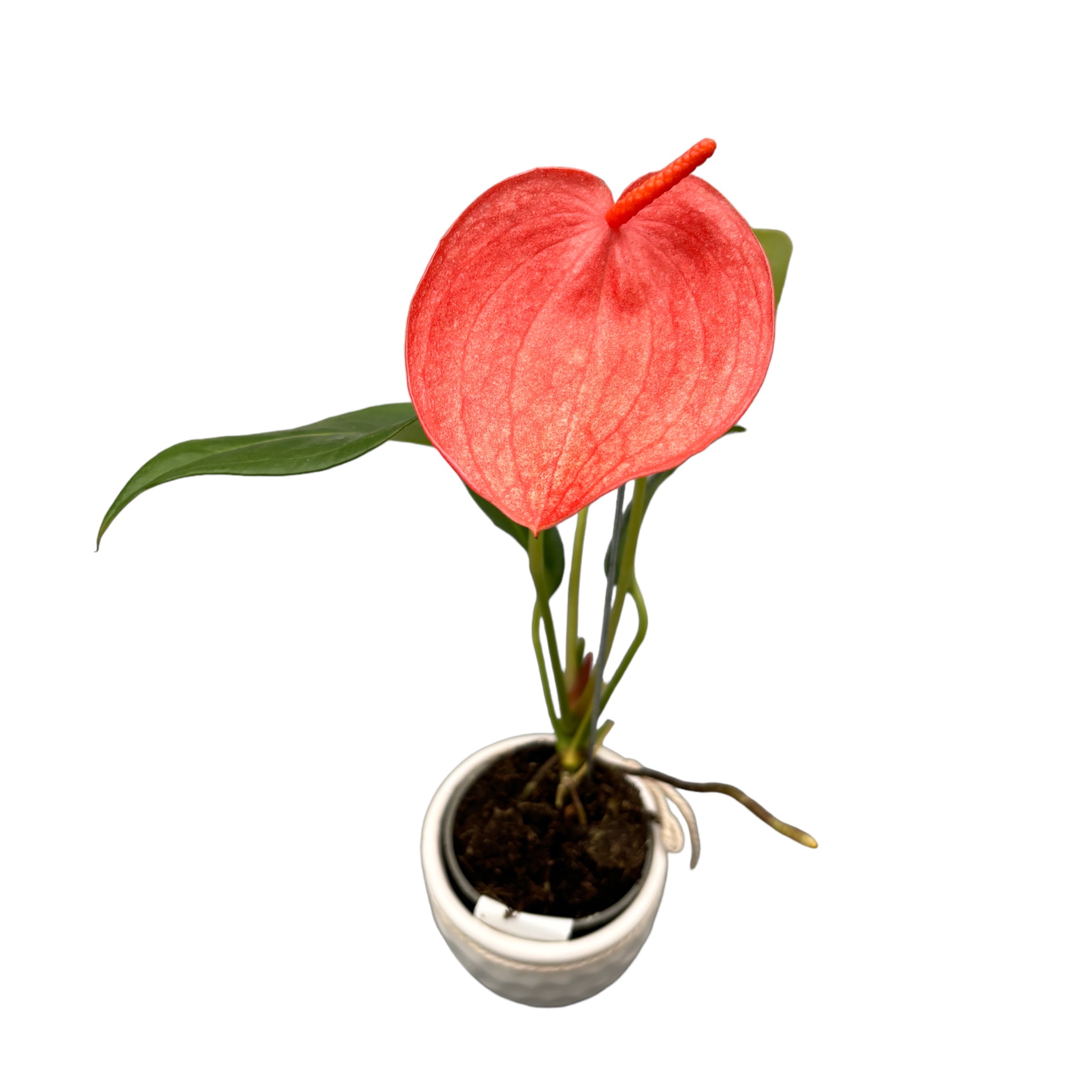spotted anthurium Anthurium scherzerianum spotted – Secret Garden Plant Shop