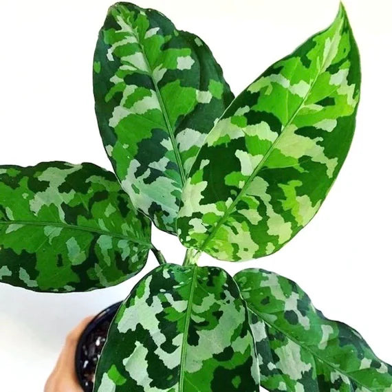 aglaonema pictus Aglaonema pictus 'Tricolor' D10 – Secret Garden Plant Shop