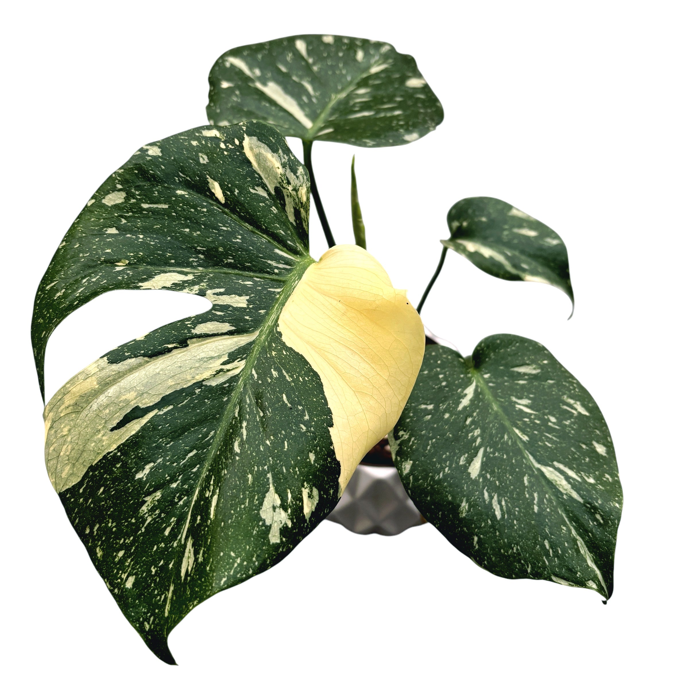 Monstera Thai Constellation (MTC#20) – Secret Garden Plant Shop