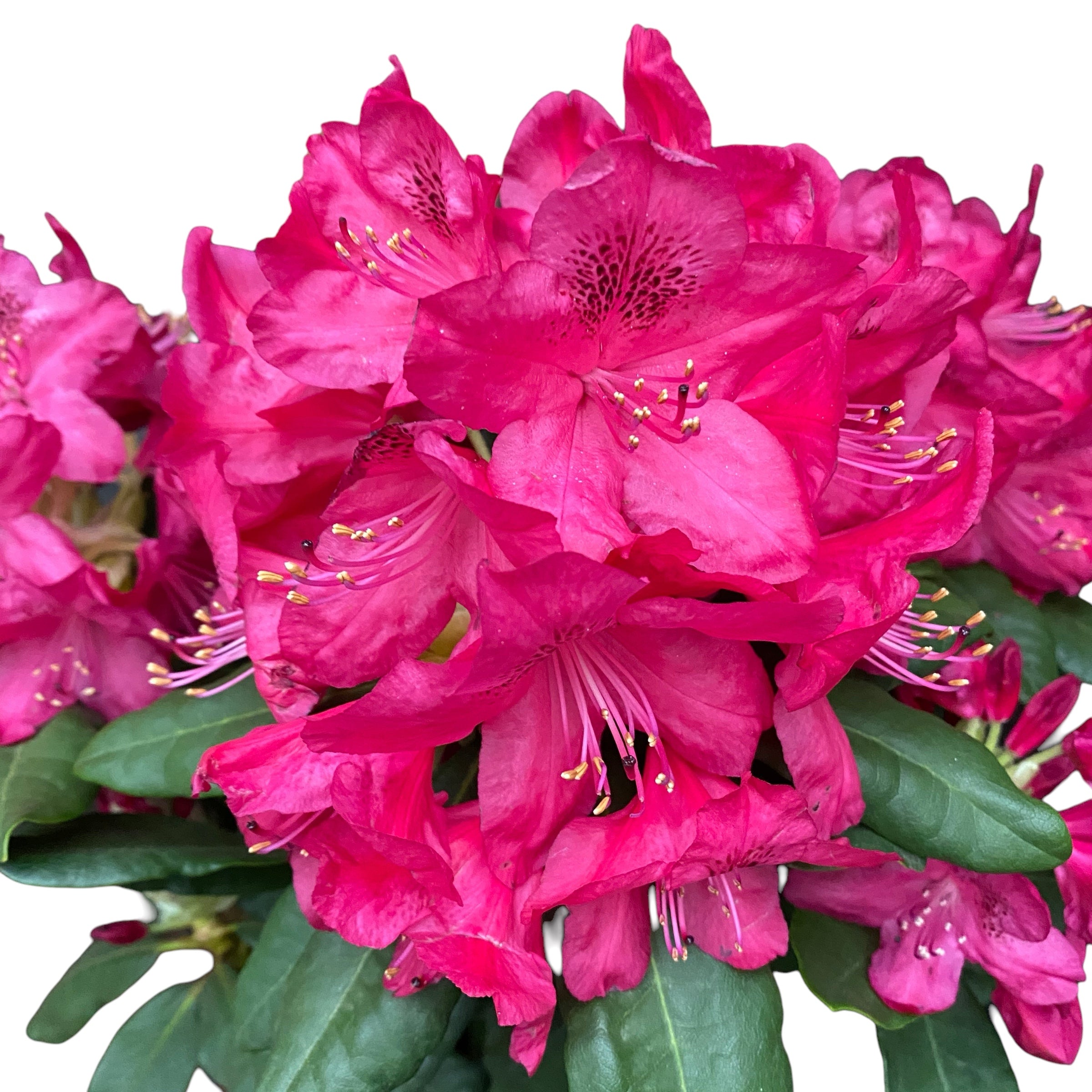 Rhododendron 'Nova Zembla' (garden) - Floraria Secret Garden (SG)