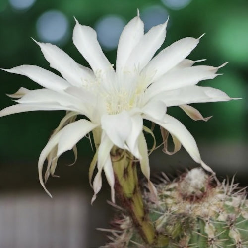 Echinopsis haku-jo maru – Cactus globulaire décoratif avec des