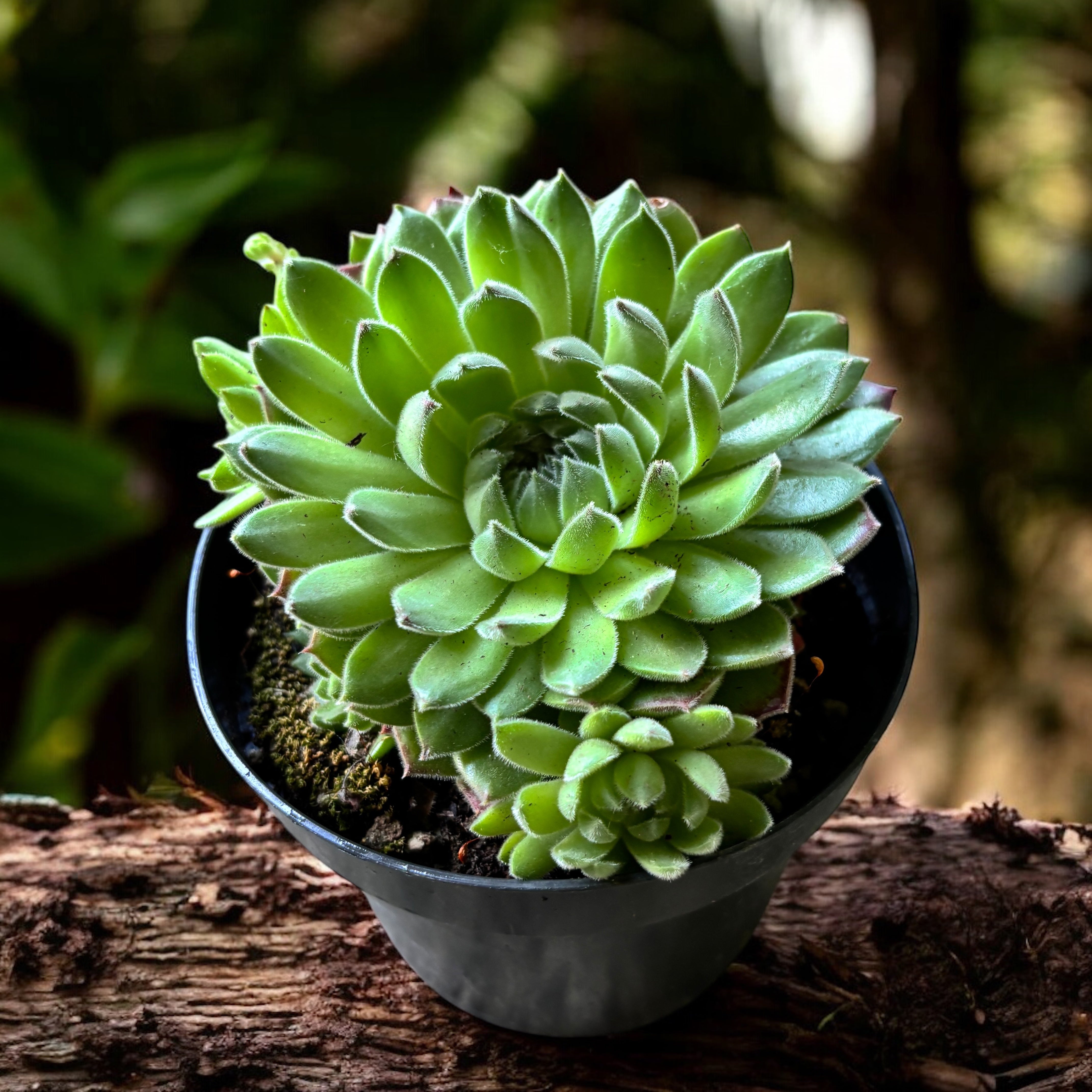 sugar shimmer succulent Sempervivum Sugar Shimmer – the woolly plant with silvery leaves, hardy to  cold and drought – Secret Garden Plant Shop