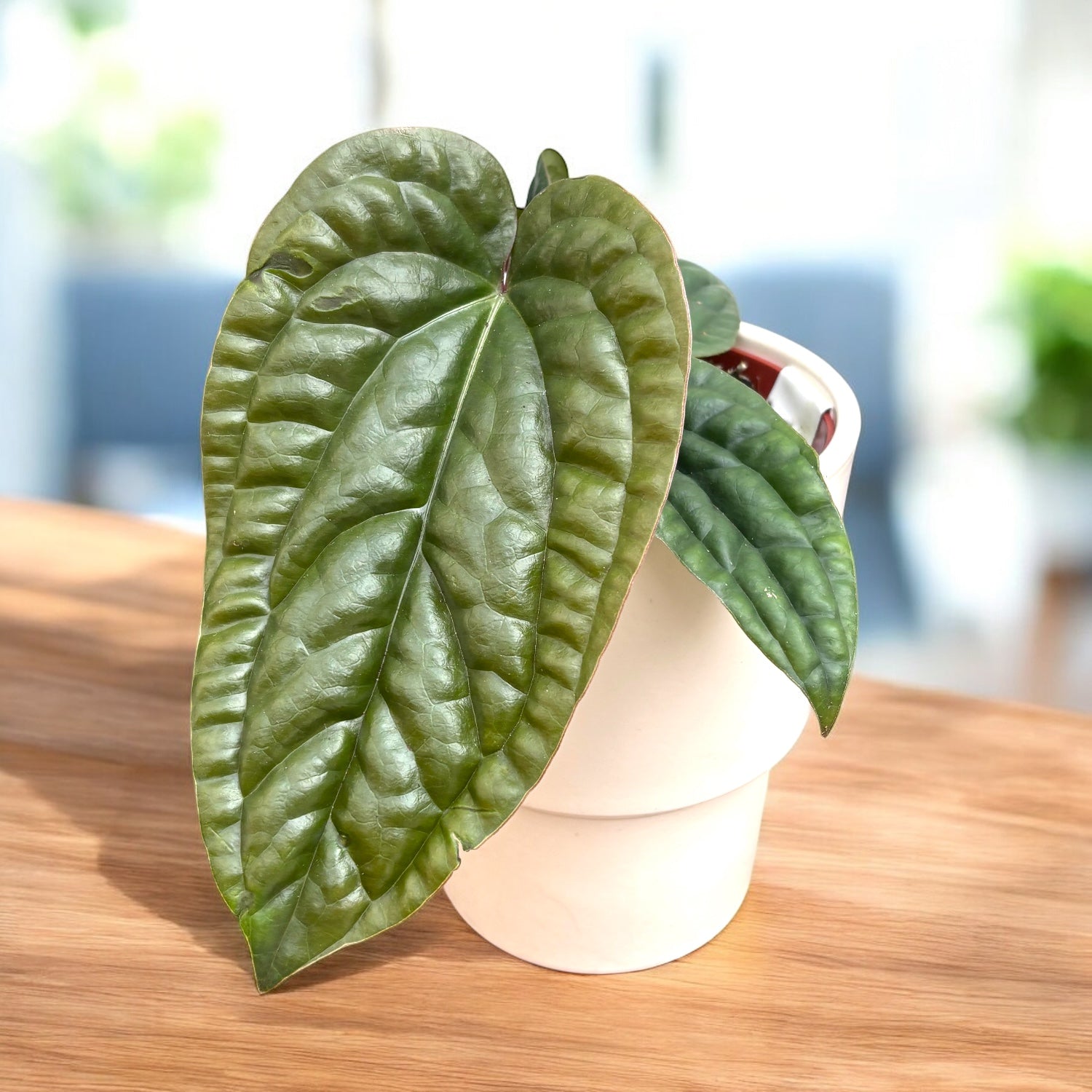 Anthurium luxurians × radicans - frunzis texturat, efect „quilted