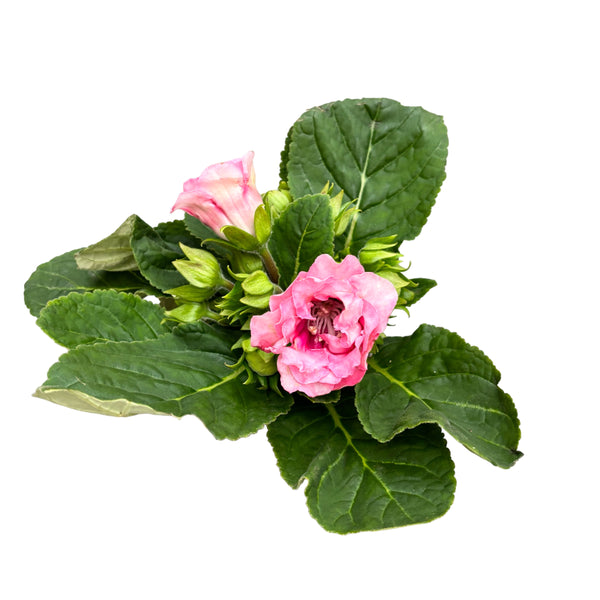 Sinningia Brocade Pink - Gloxinia Sonata with pink double flower