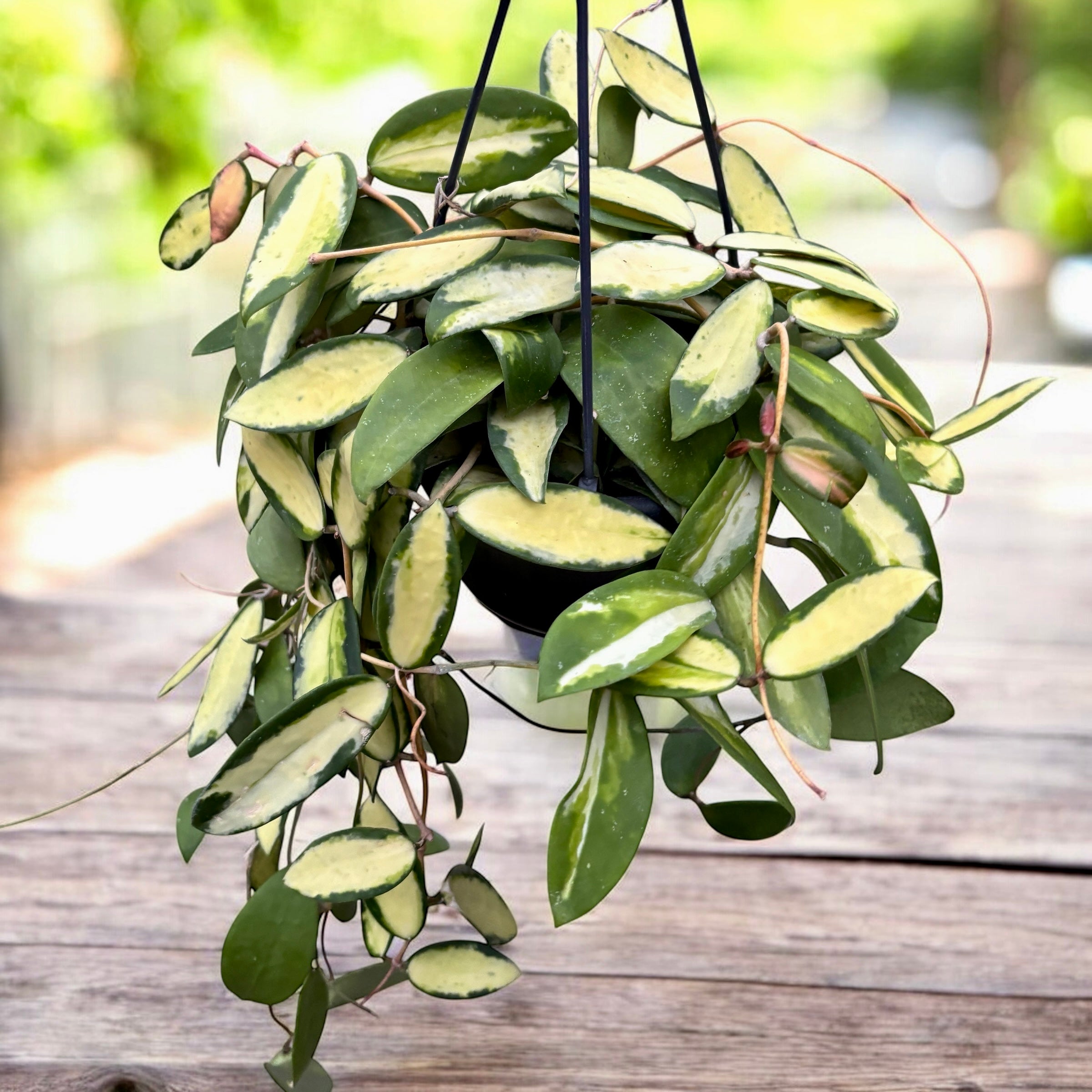 hoya acuta variegata Hoya acuta 'Variegata'