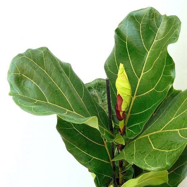 Ficus lyrata (smochin lira