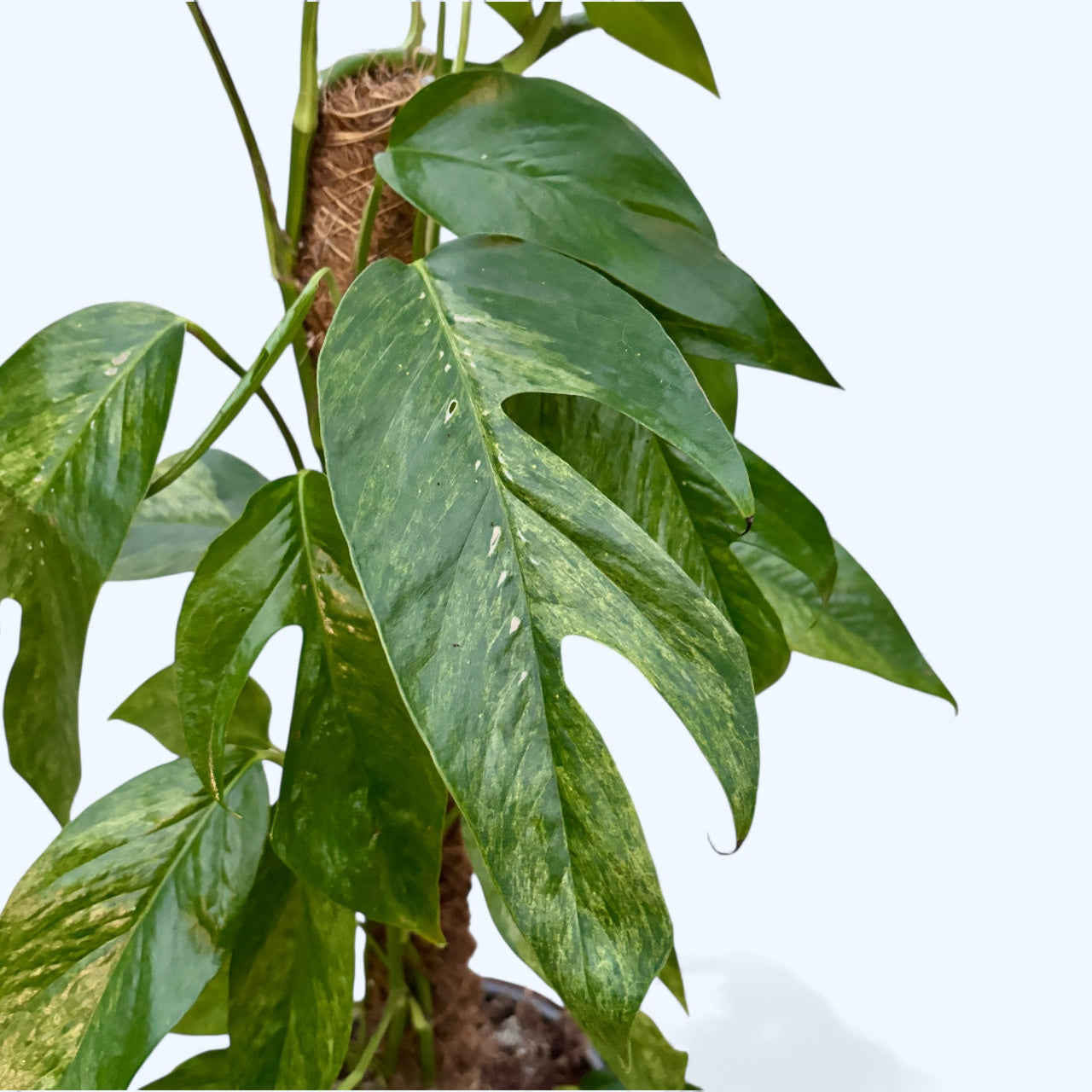 Epipremnum pinnatum 'Baltic Blue Mint Variegata' L - 3pp  Secret Garden  Plant Shop