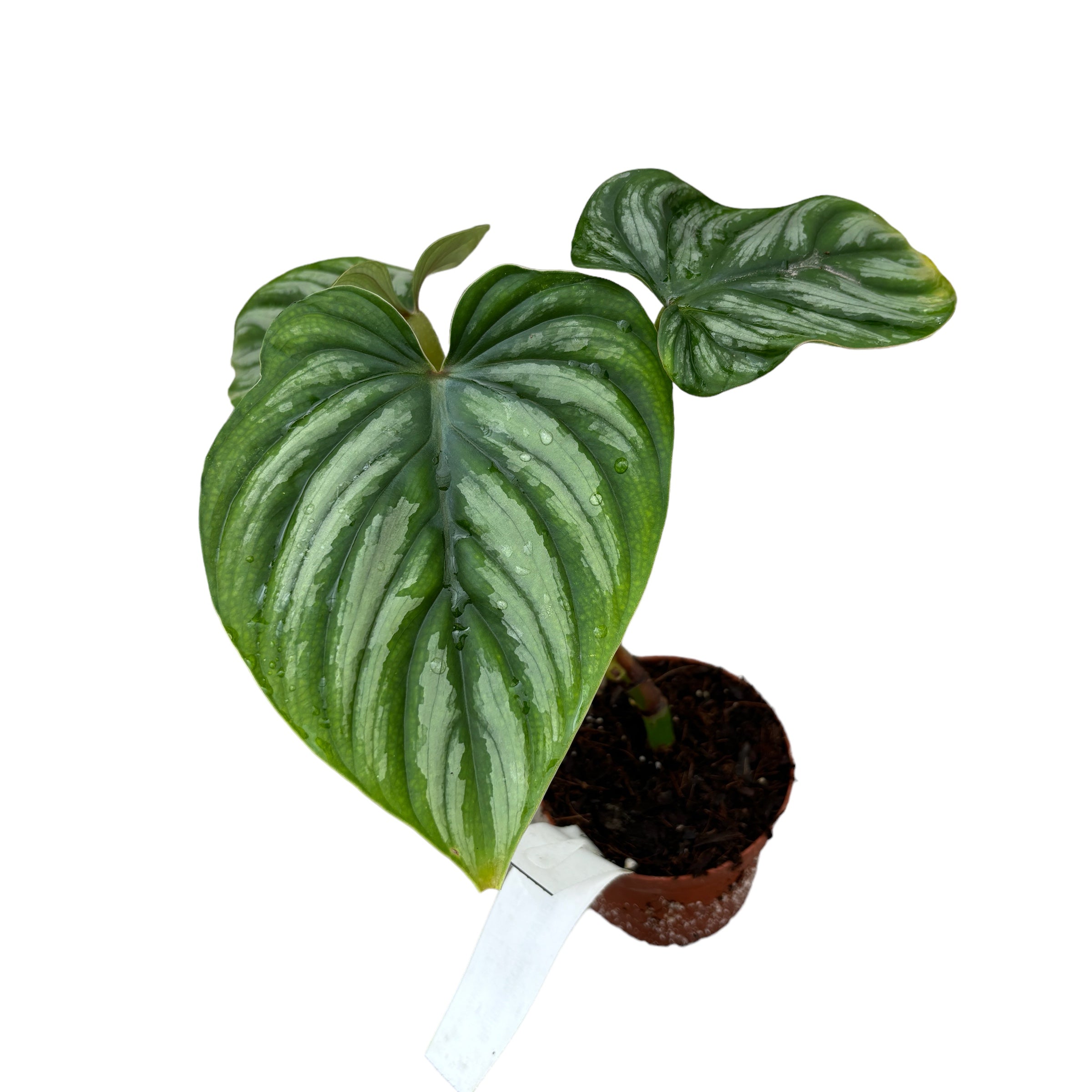 philodendron plowmanii silver Philodendron plowmanii 'Silver' – Secret Garden Plant Shop