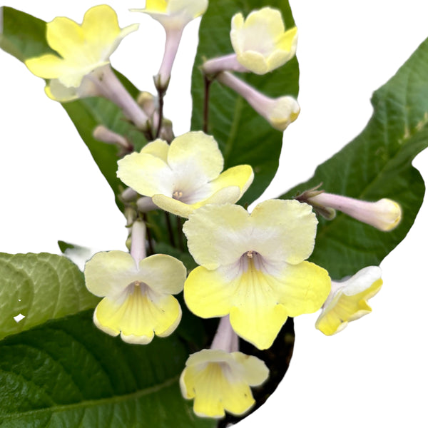 Streptocarpus Alissa (white-yellow)