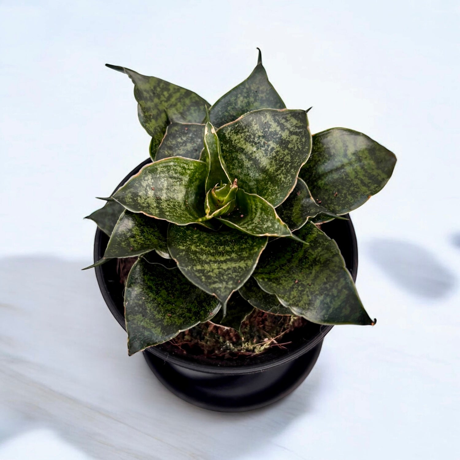 sansevieria comet queen marble Sansevieria 'Comet Mini Queen' – Secret Garden Plant Shop