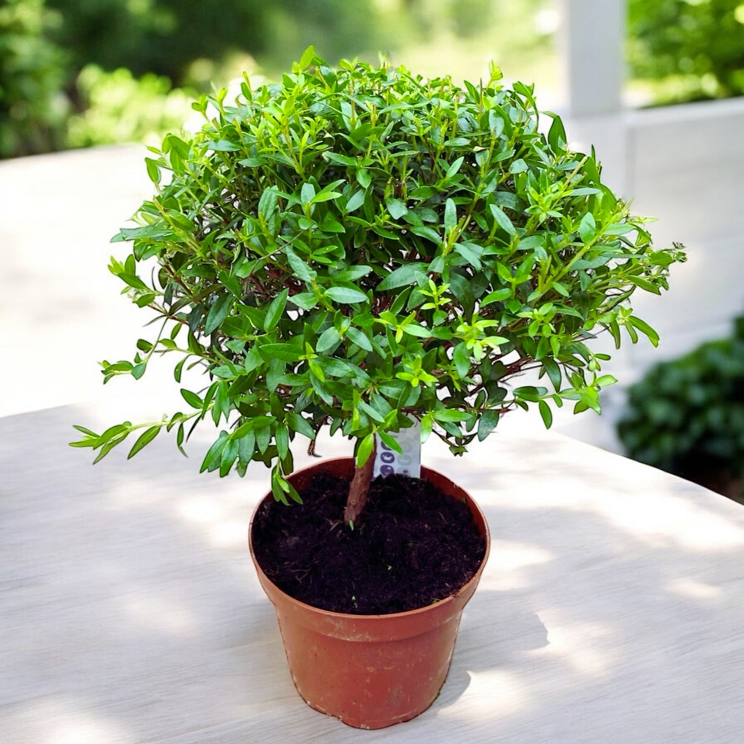 Topfmyrte (Myrtus Communis) – Secret Garden Plant Shop