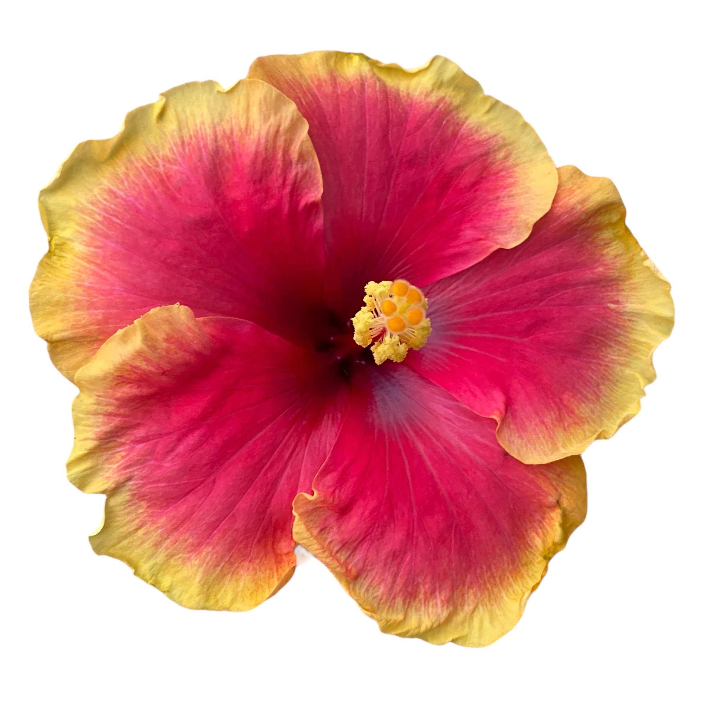 Fiore Artificiale Di Ibisco OAHU – Rosso, Altezza 65 Cm – Pianta Finta Con Stelo, Senza Vaso - 4