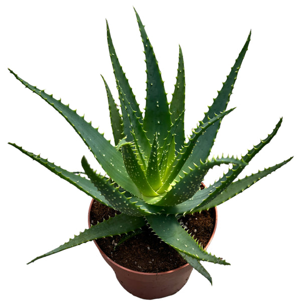 Aloe arborescens (Healing plant) D17