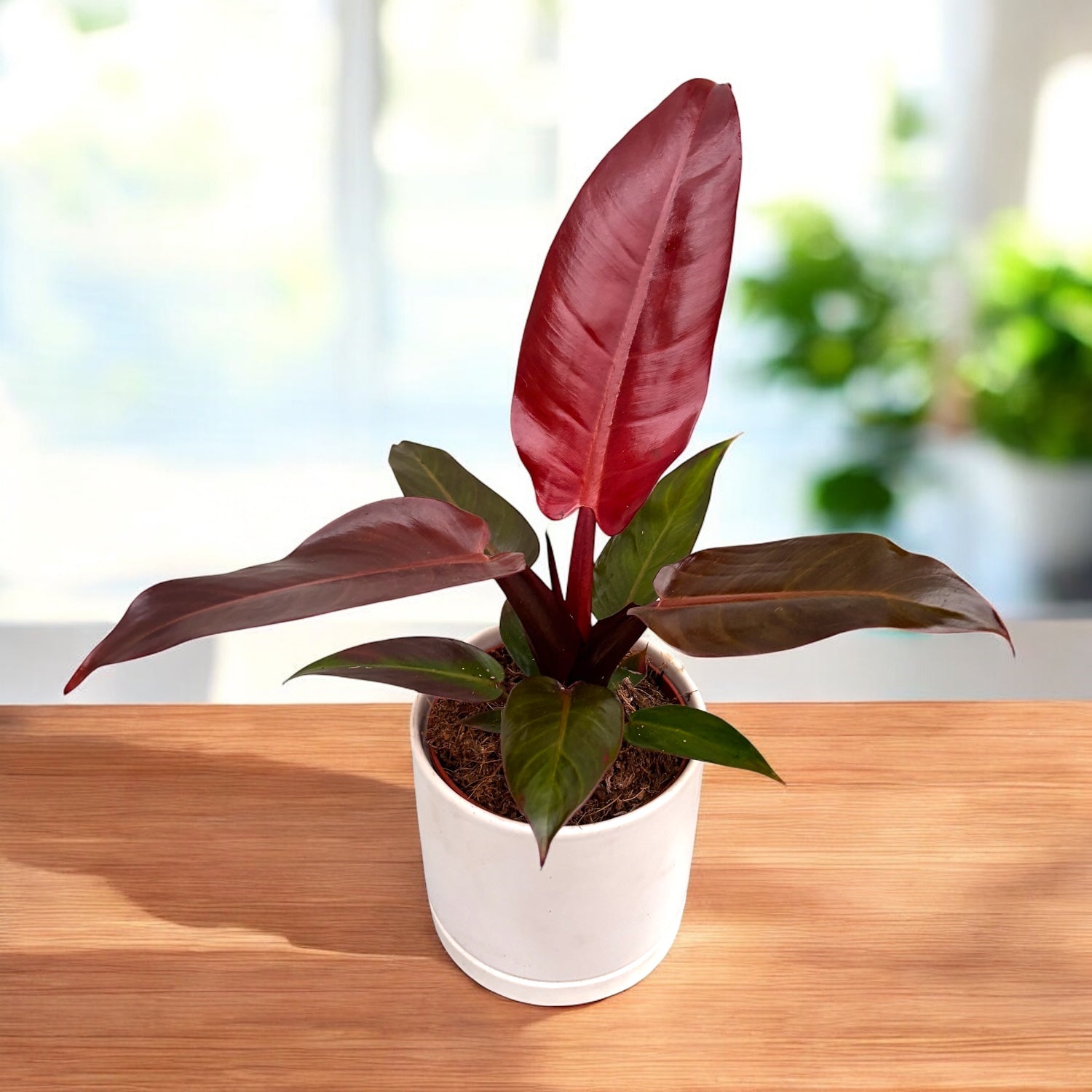 Philodendron Rote Sonne – Secret Garden Plant Shop