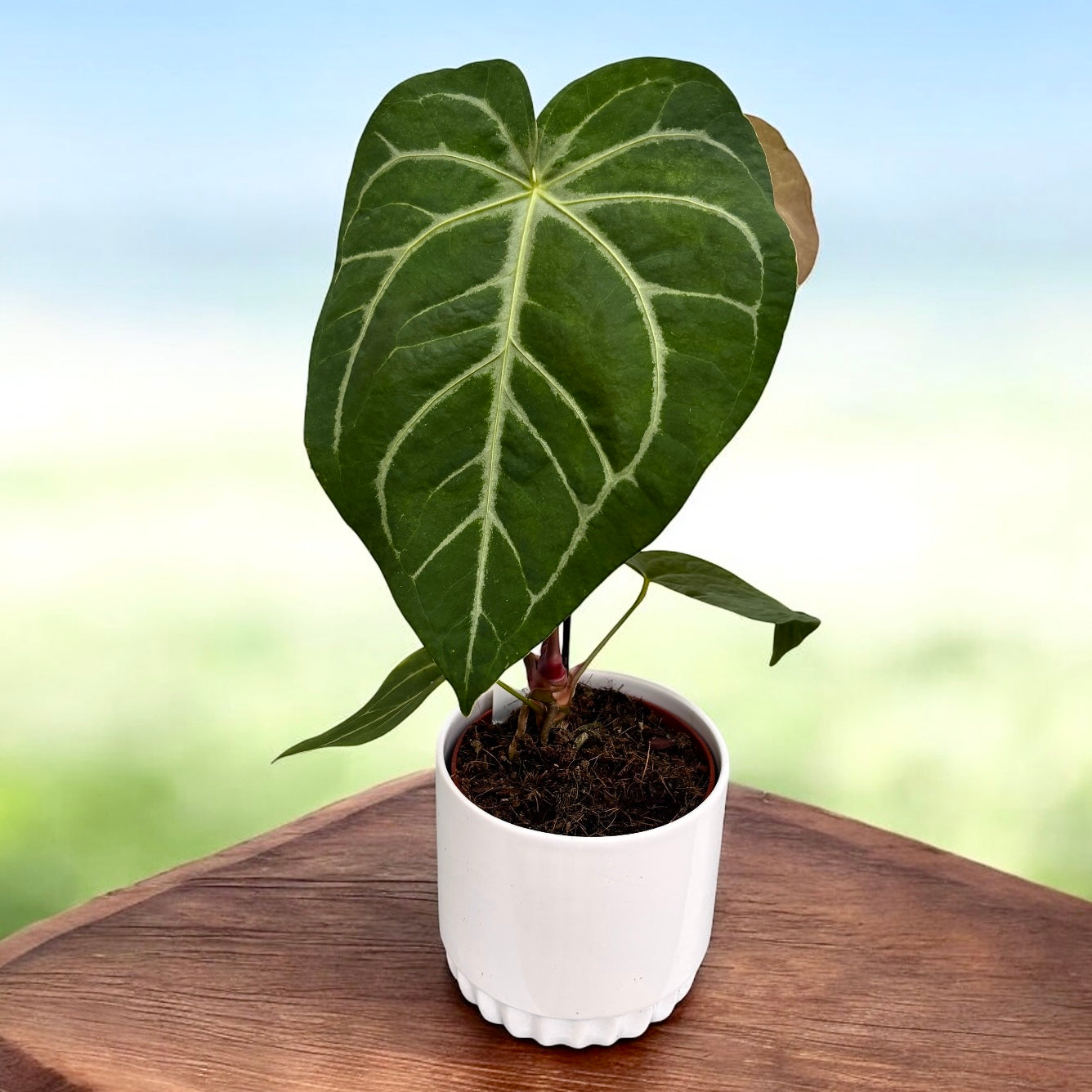 確認用　Anthurium AOS x Thai Magnificum Anthurium magnificum – frunzis catifelat si nervuri argintii intr