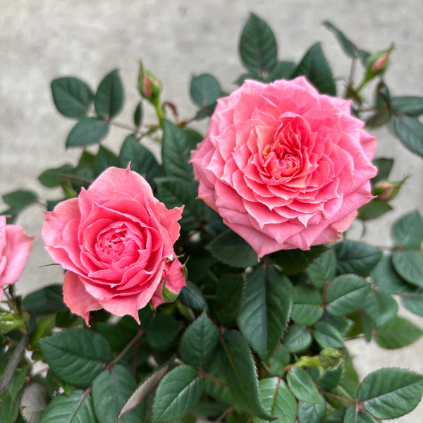 Dwarf roses Rosa Kordana® Classic Fortuna 3-4 plants/pot