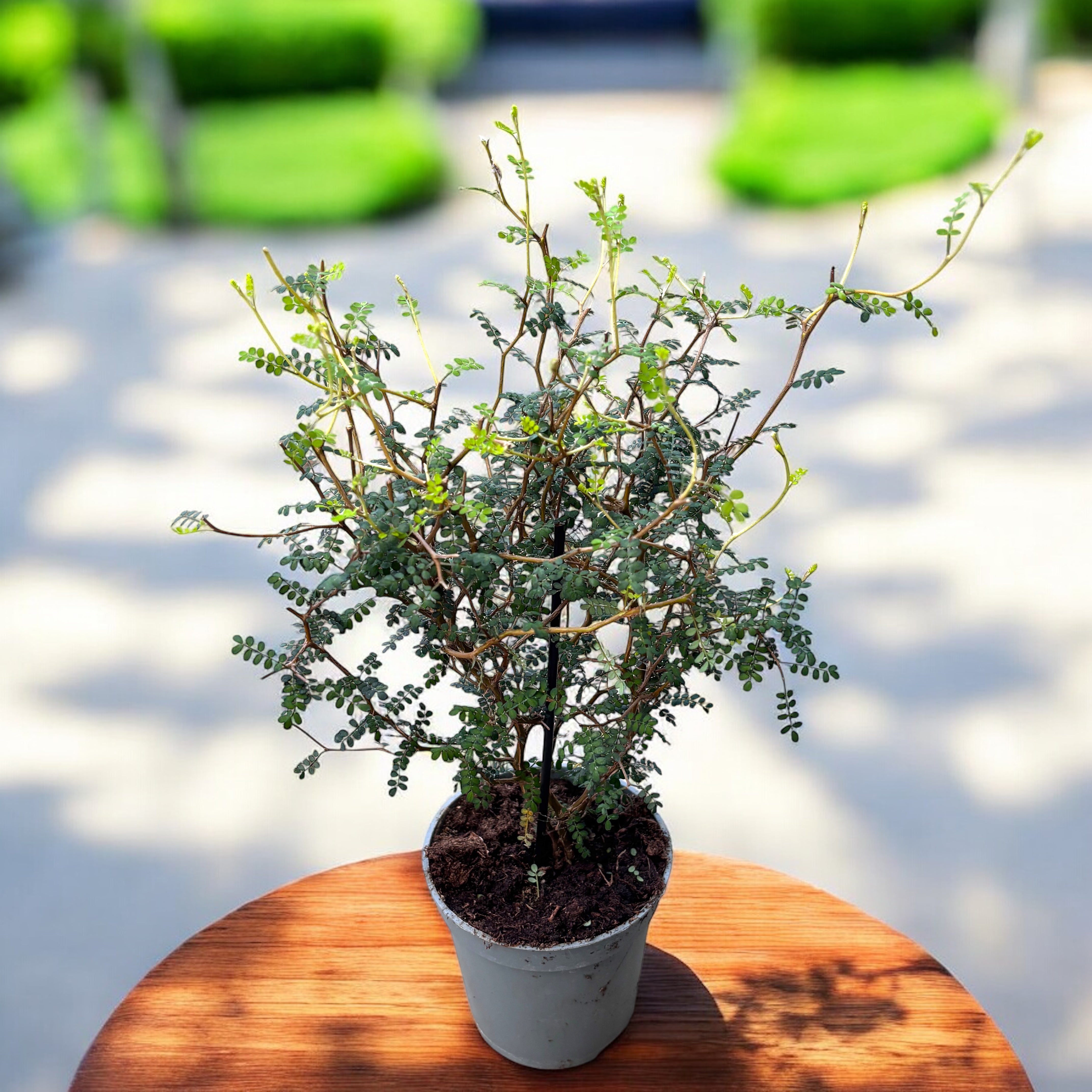 Kowhai (Sophora prostrata 'Little Leaf') – exotischer Strauch mit fein –  Secret Garden Plant Shop