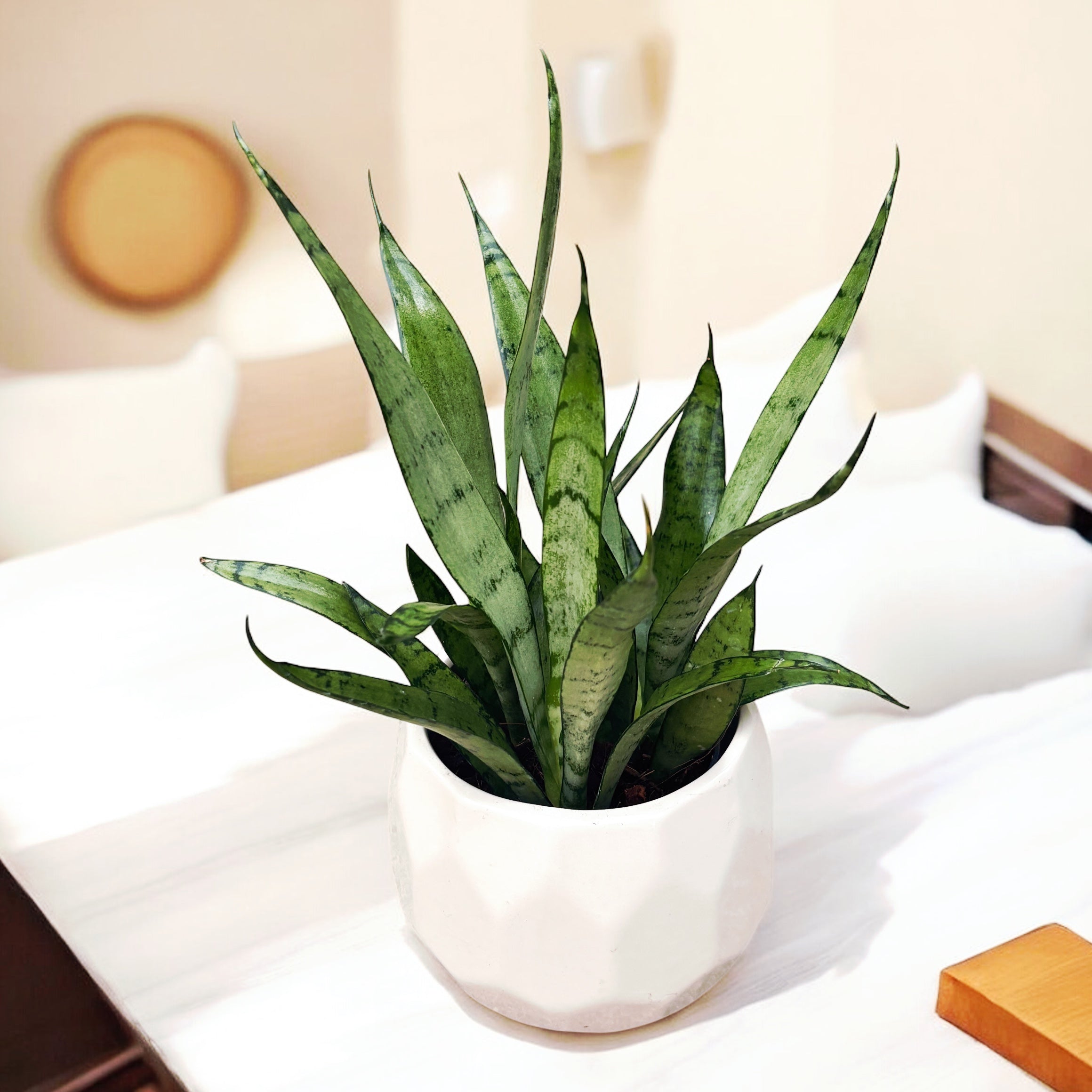 sansevieria plateada Sansevieria 'Princesa Plateada' – Secret Garden Plant Shop