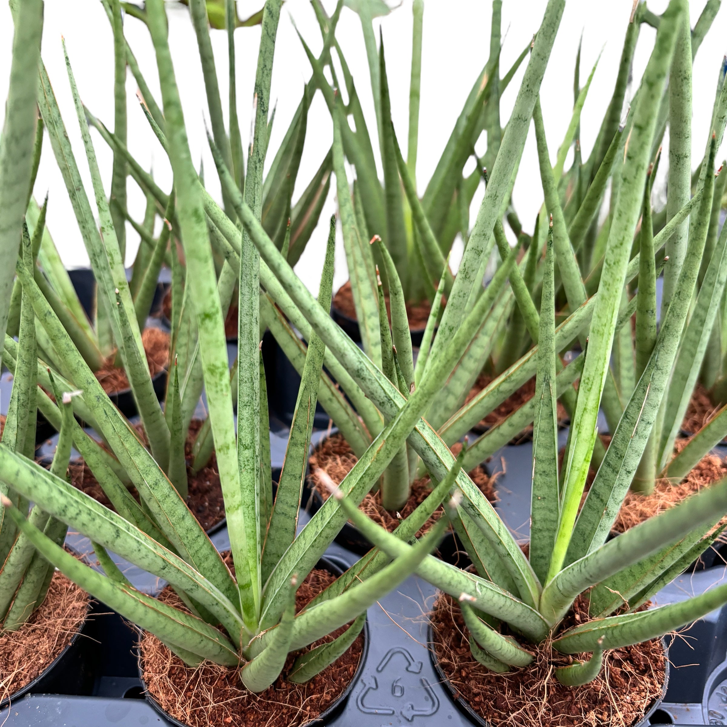 sansevieria cylindrica medusa Sansevieria cylindrica 'Medusa' D7 – Secret Garden Plant Shop