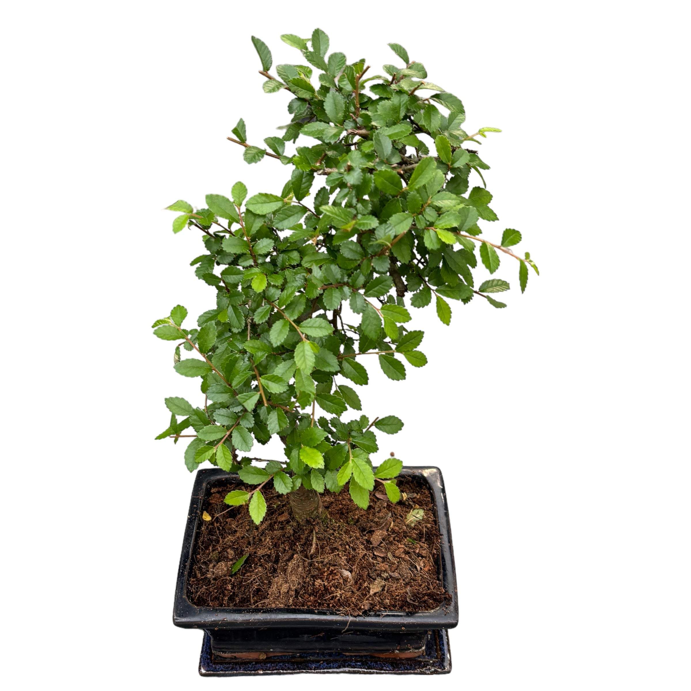 BONSAI出品 Bonsai Zelkova (Ulmul Japonez) forma S – Secret Garden Plant Shop