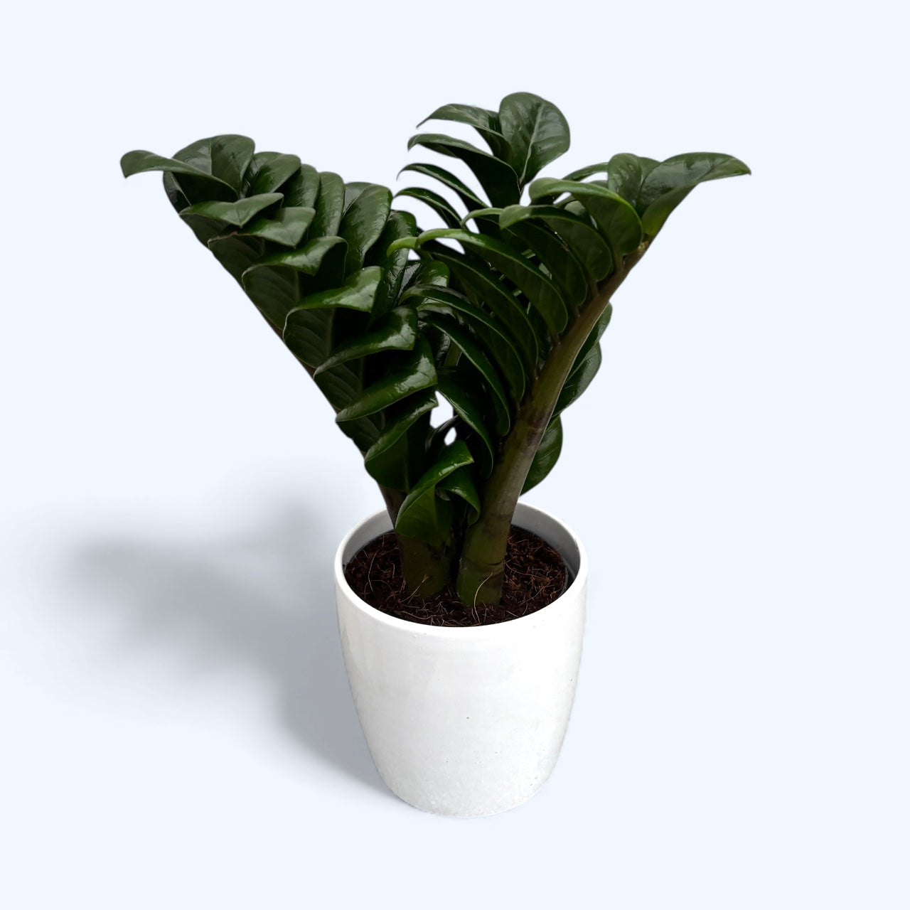 planta zz o zamioculcas Zamioculcas zamiifolia 'Zenzi' – elegancia compacta, perfecta para cua –  Secret Garden Plant Shop