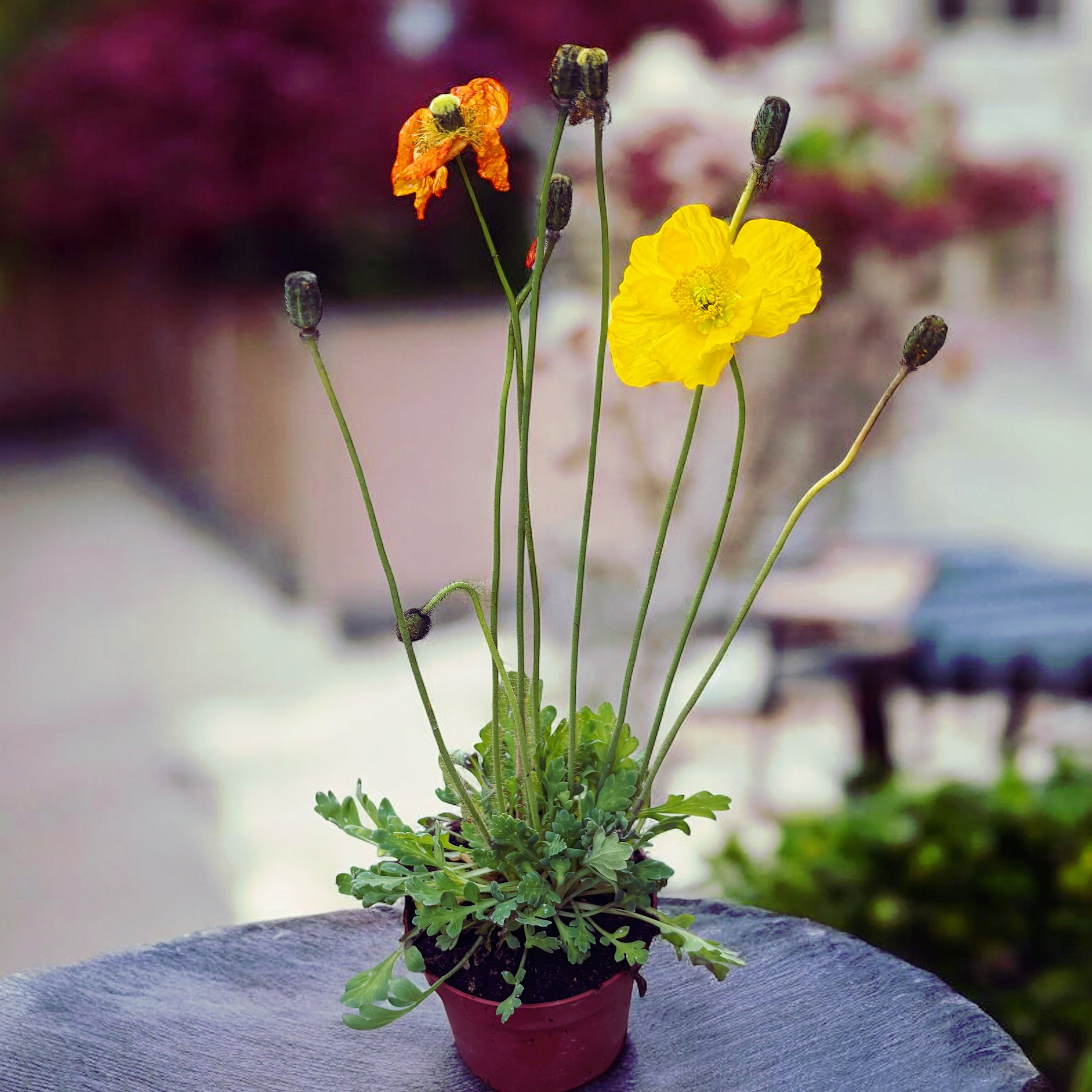 Papaver nudicaule 'Gartenzwerg' (pavot islandais nain) – Secret