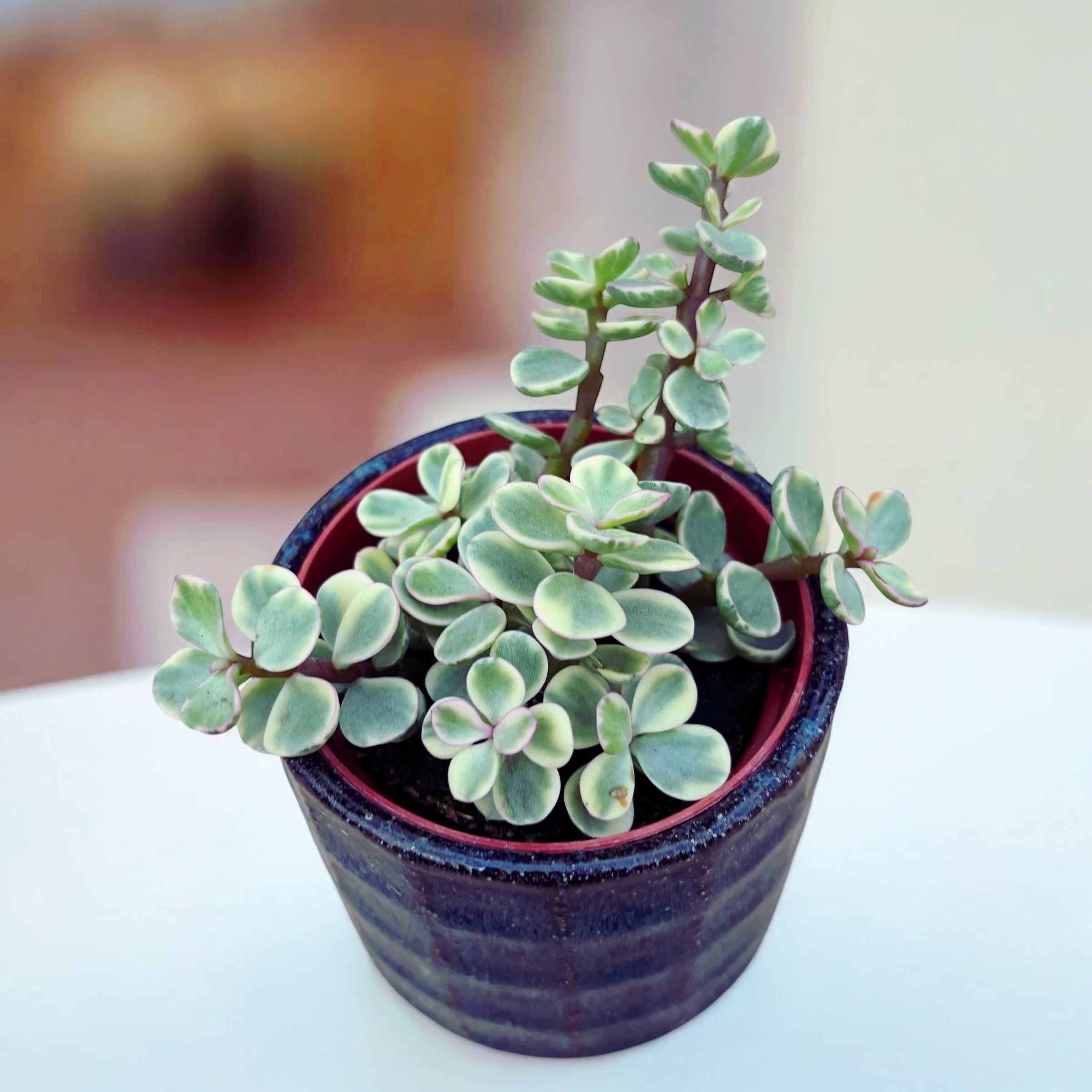 planta mini jade Portulacaria afra Variegata (Arbusto arcoíris, planta mini jade varieg – Secret Garden Plant Shop