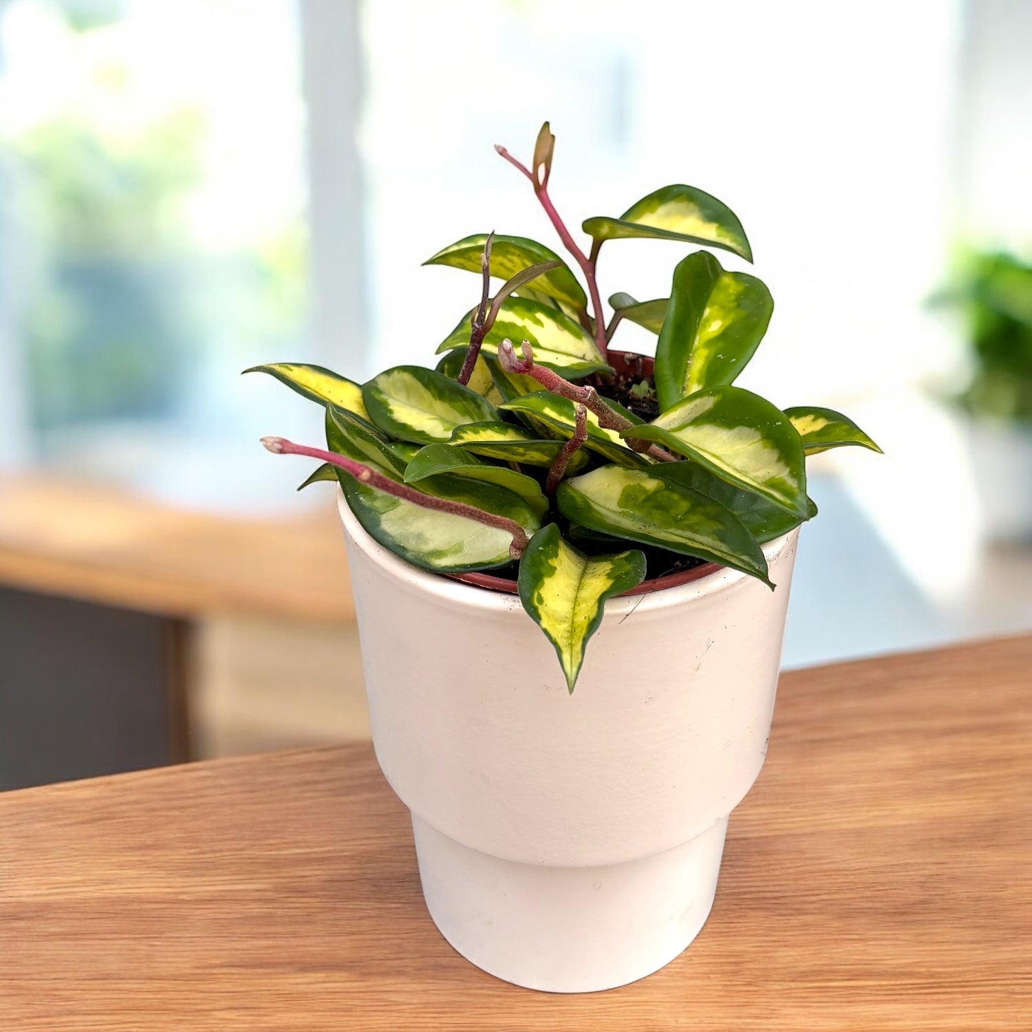 zimmerpflanze hoya Hoya carnosa 'Tricolor' (Krimson Princess)
