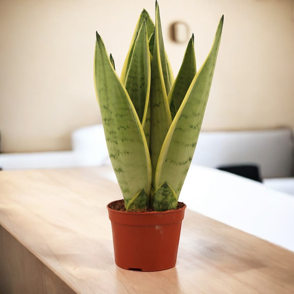 sansevieria white owl Sansevieria White Snow 2pp – Secret Garden Plant Shop