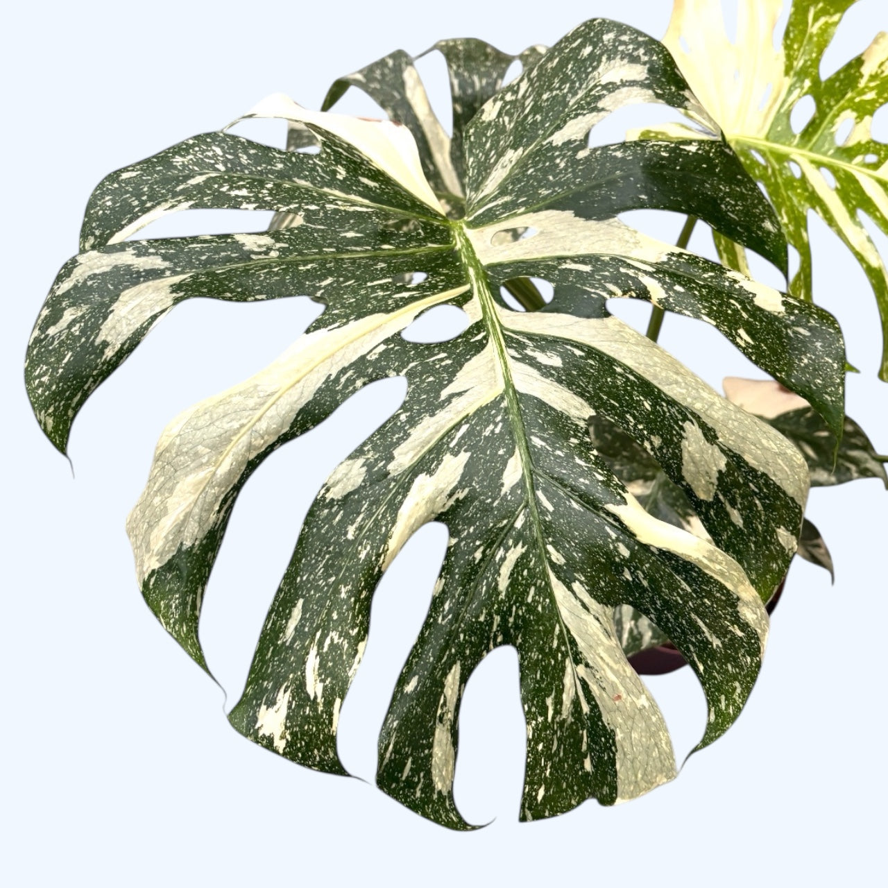 Monstera variegata 'Thai Constellation'