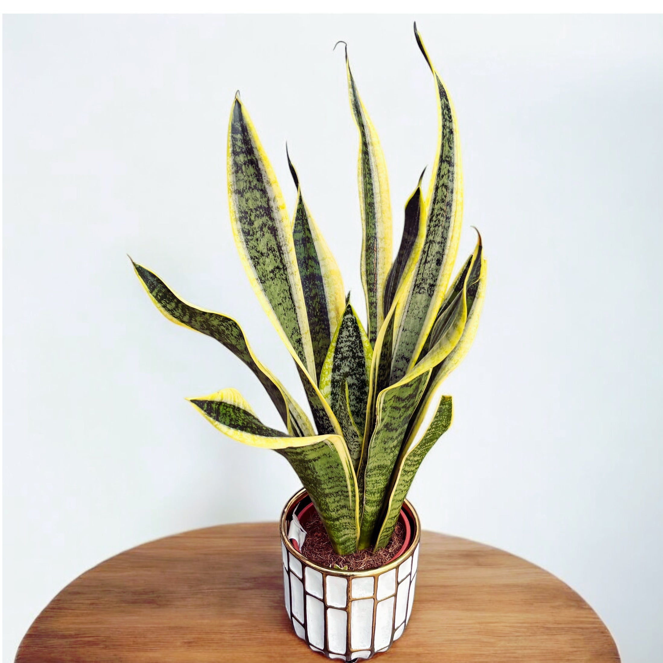 Sansevieria trifasciata 'Futura Superba' – Secret Garden Plant Shop