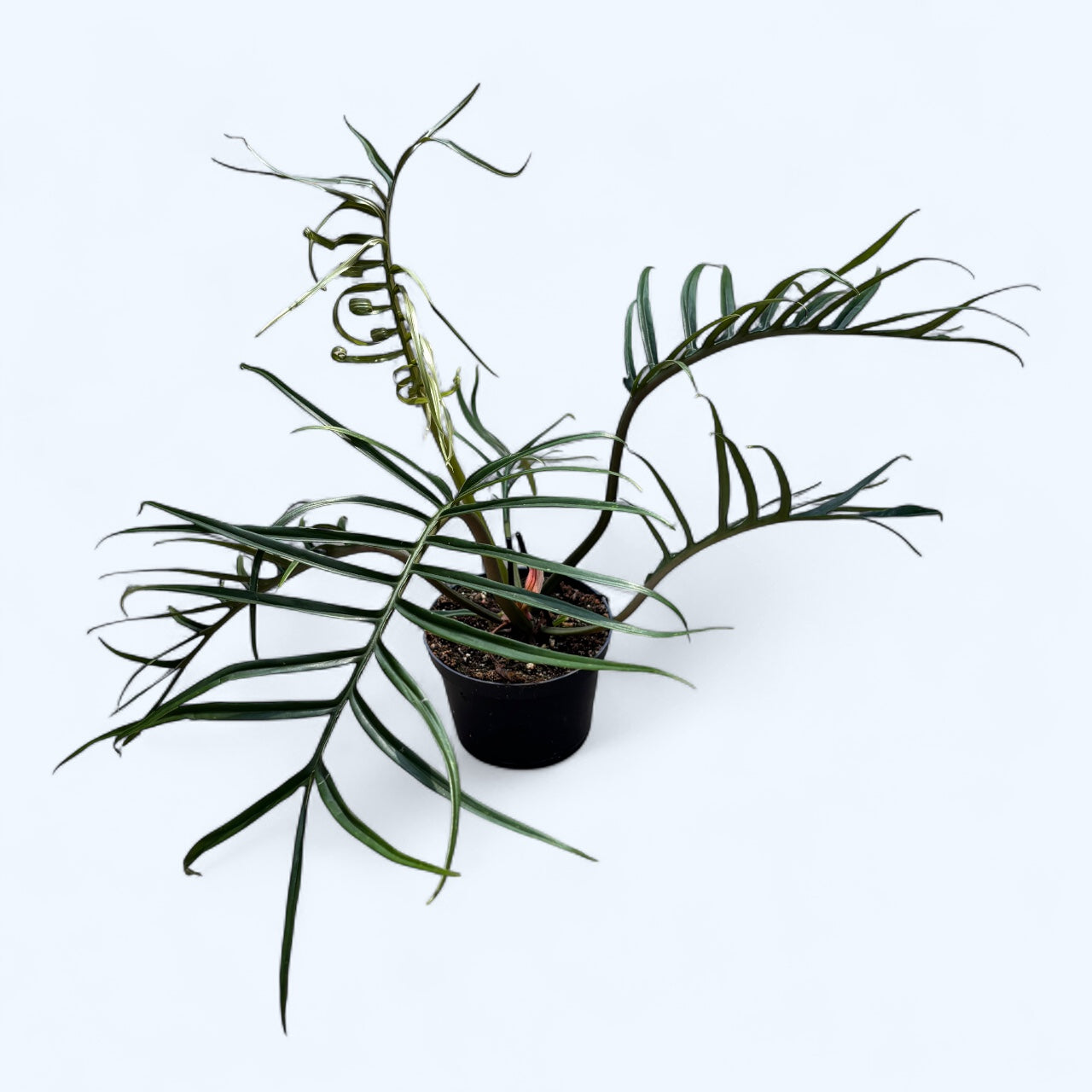 Philodendron Tortum  Secret Garden Plant Shop