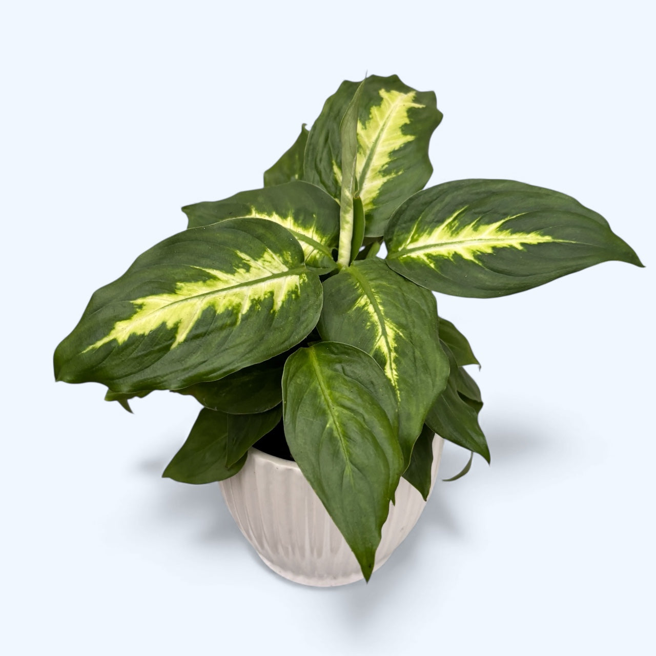 planta dieffenbachia nombre comun Dieffenbachia 'Camilla' – Secret Garden Plant Shop