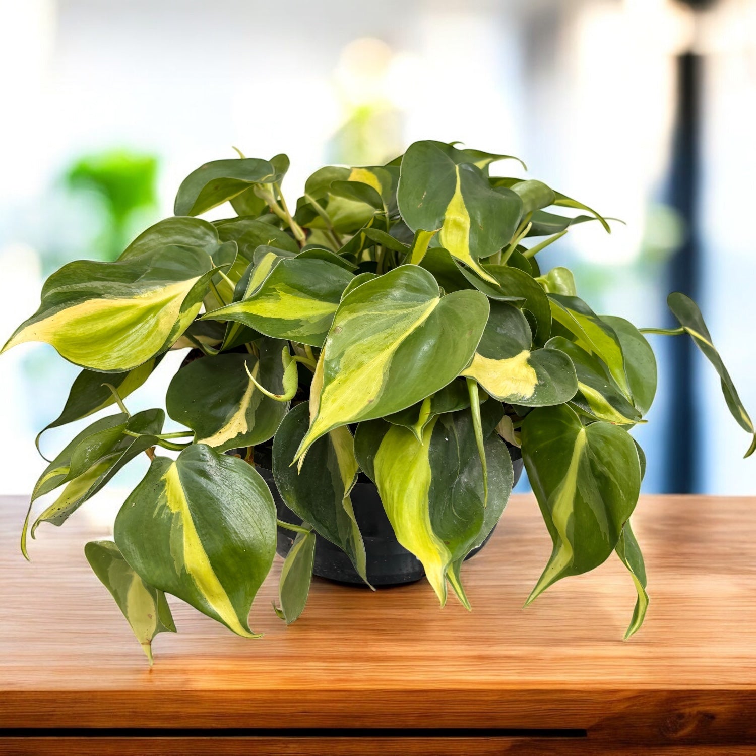 Philodendron scandens 'Brasil' XL (6-7 plante/ghiveci) – Secret Garden  Plant Shop